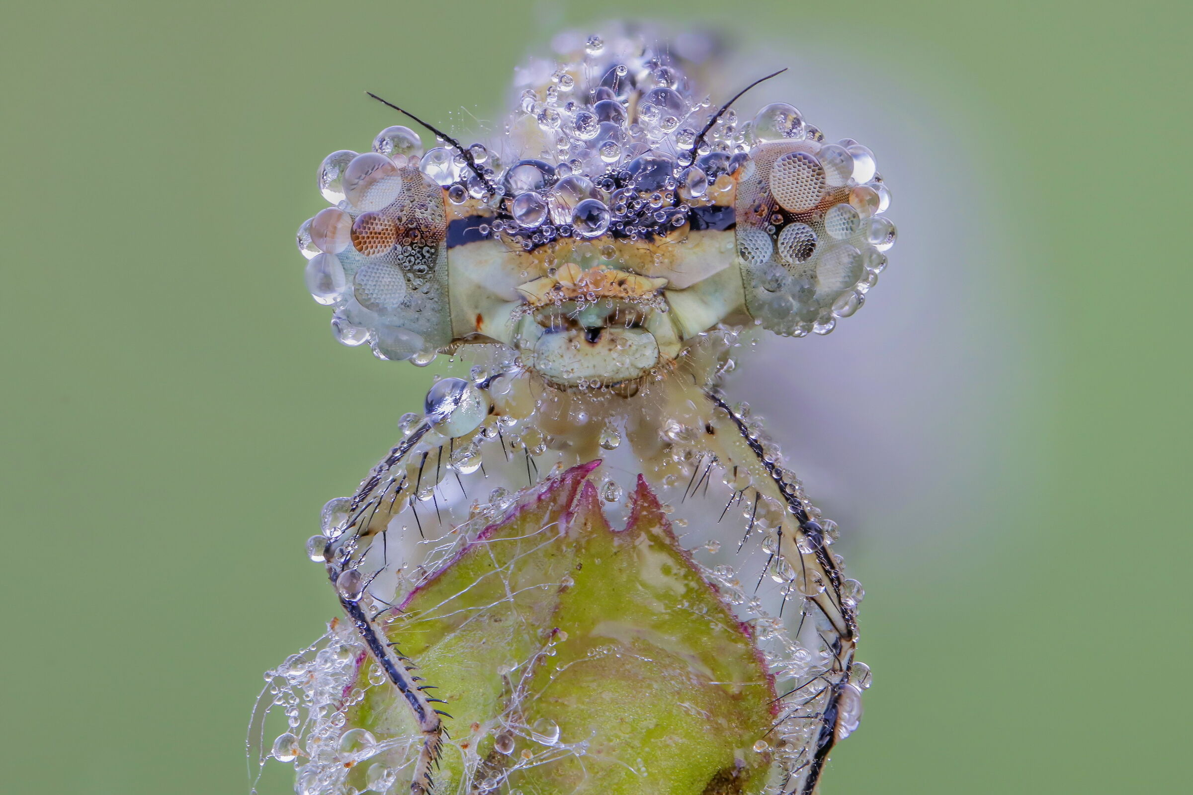 Platycnemis pennipes