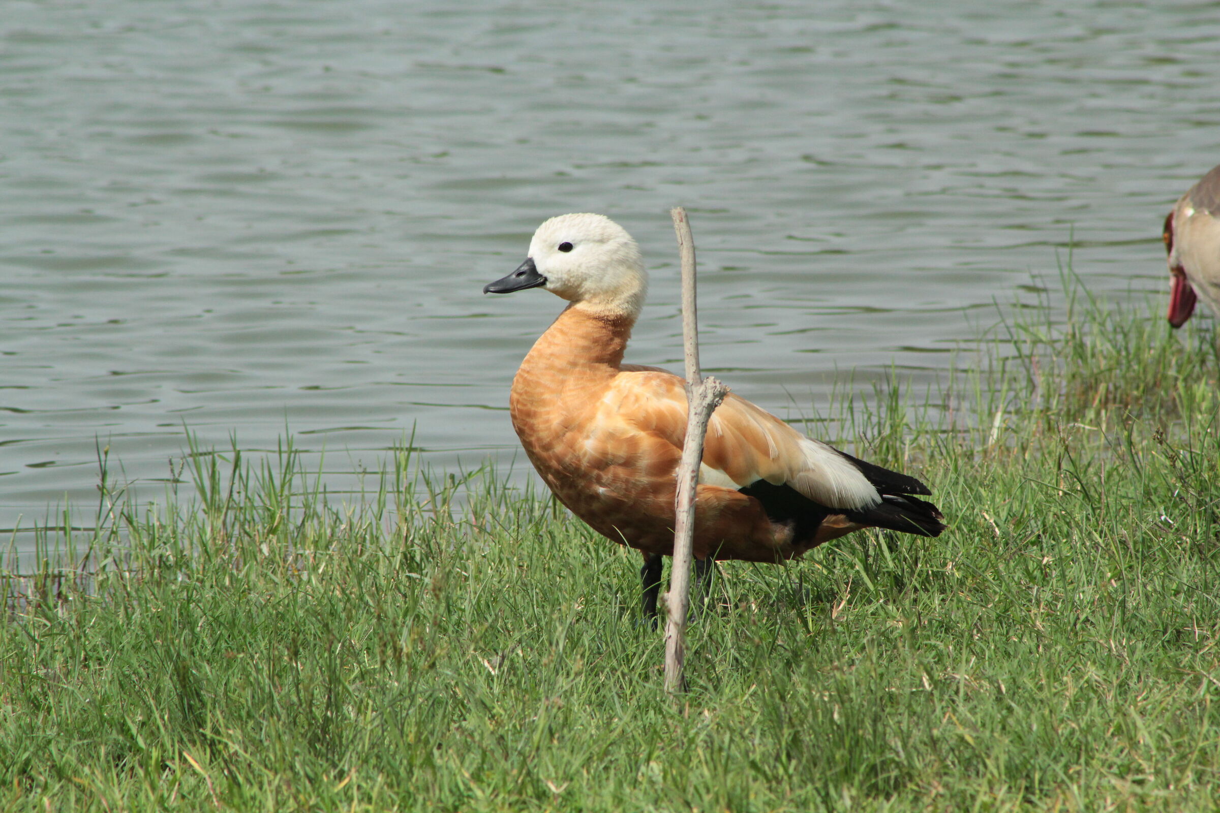 Tadorna Ferruginea