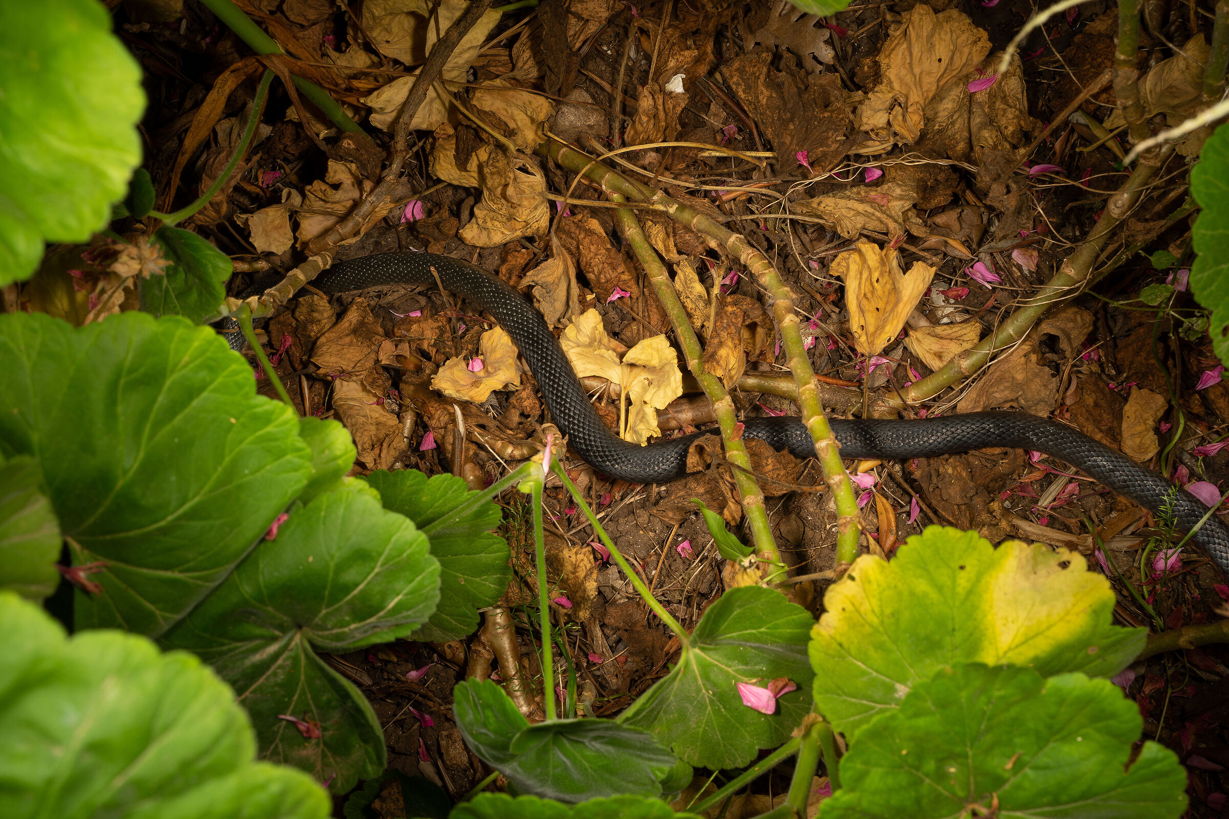 Predatori silenziosi