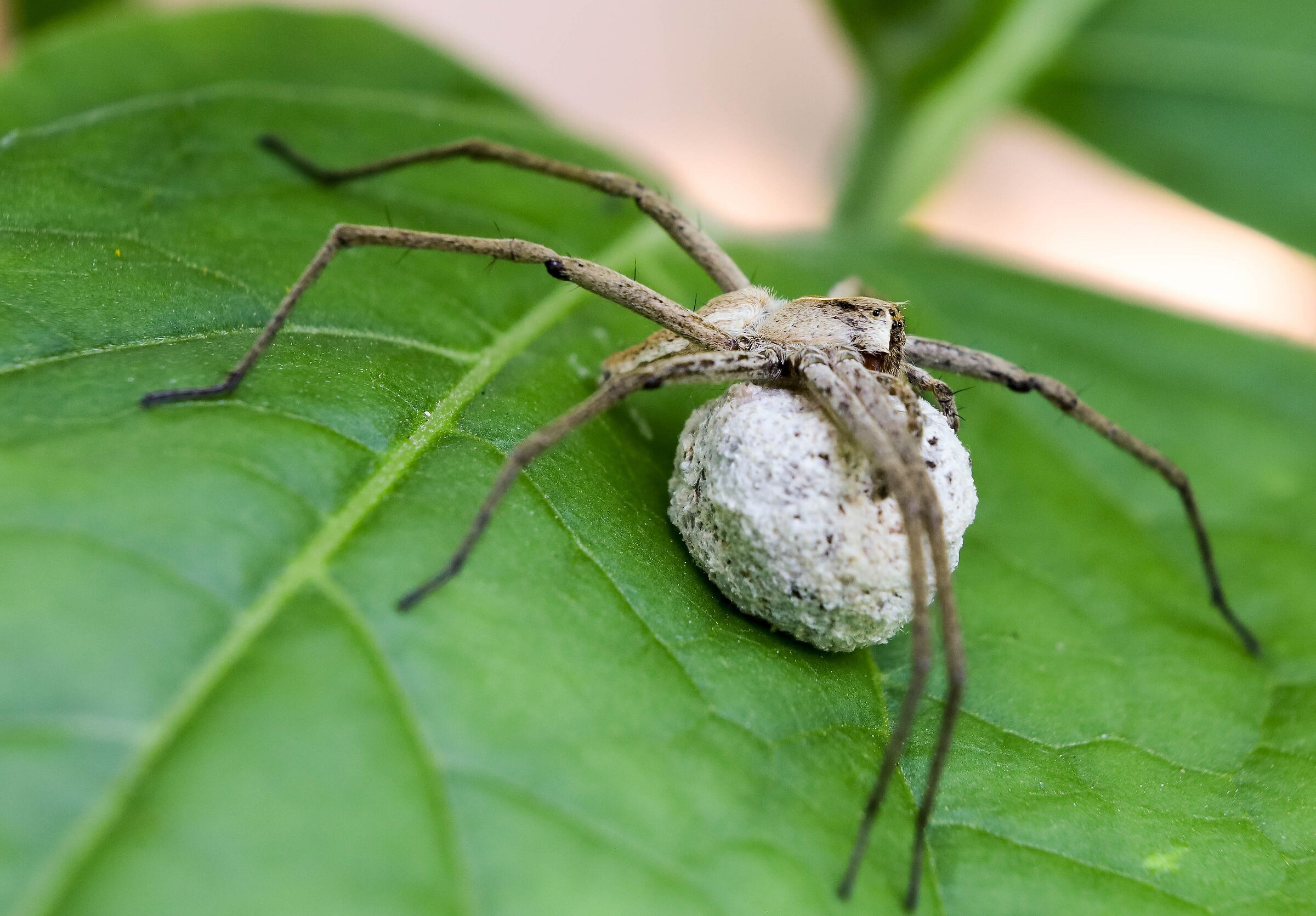 Pisaura mirabilis with ovisacco