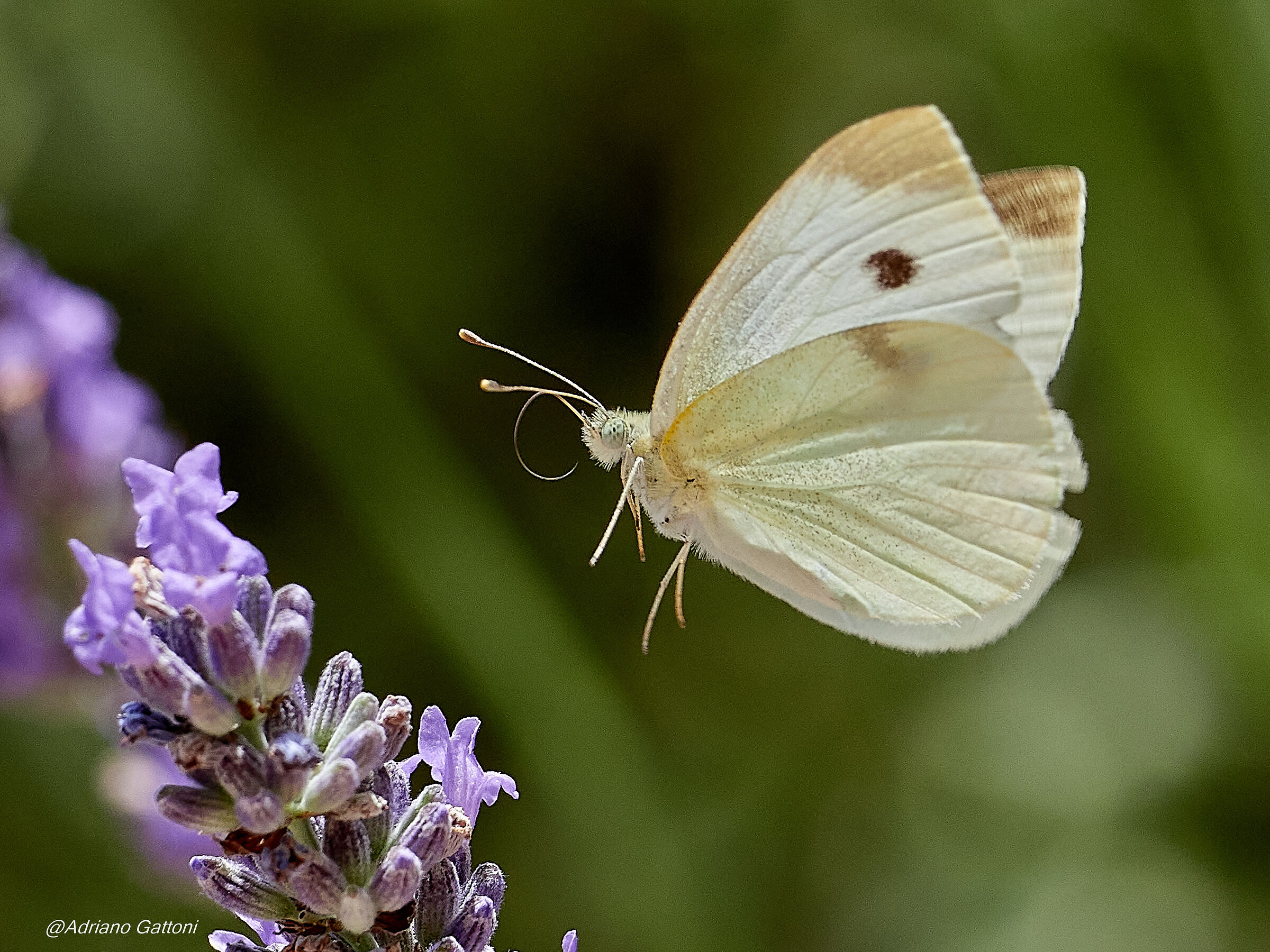 il ... pranzo é servito