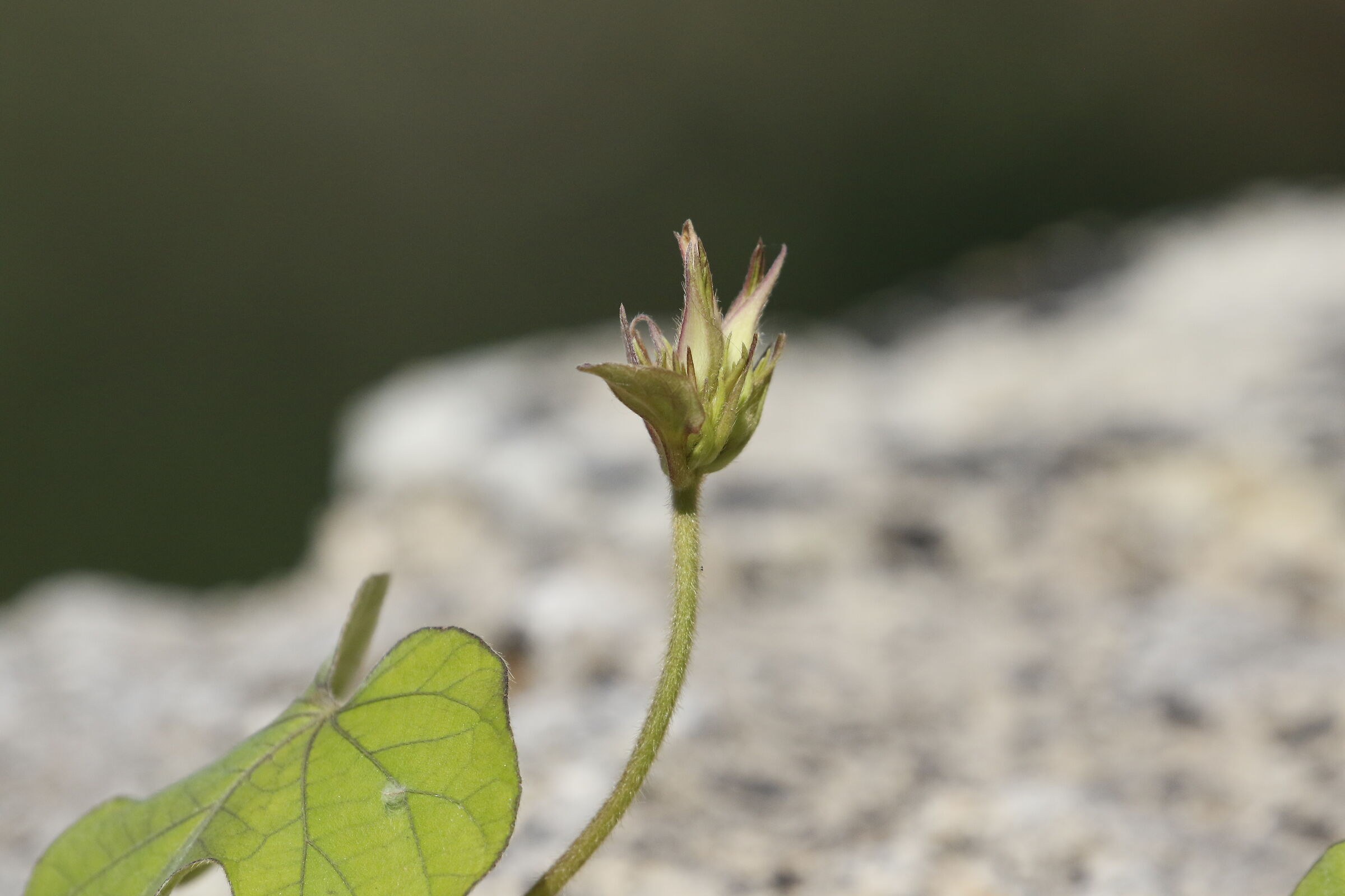 " Crop 6 Cento 40 ", Canon 100- 400 L IS USM II, 7...