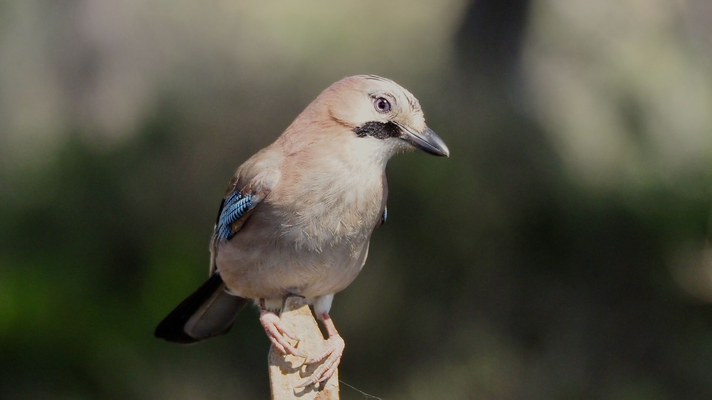 JAY