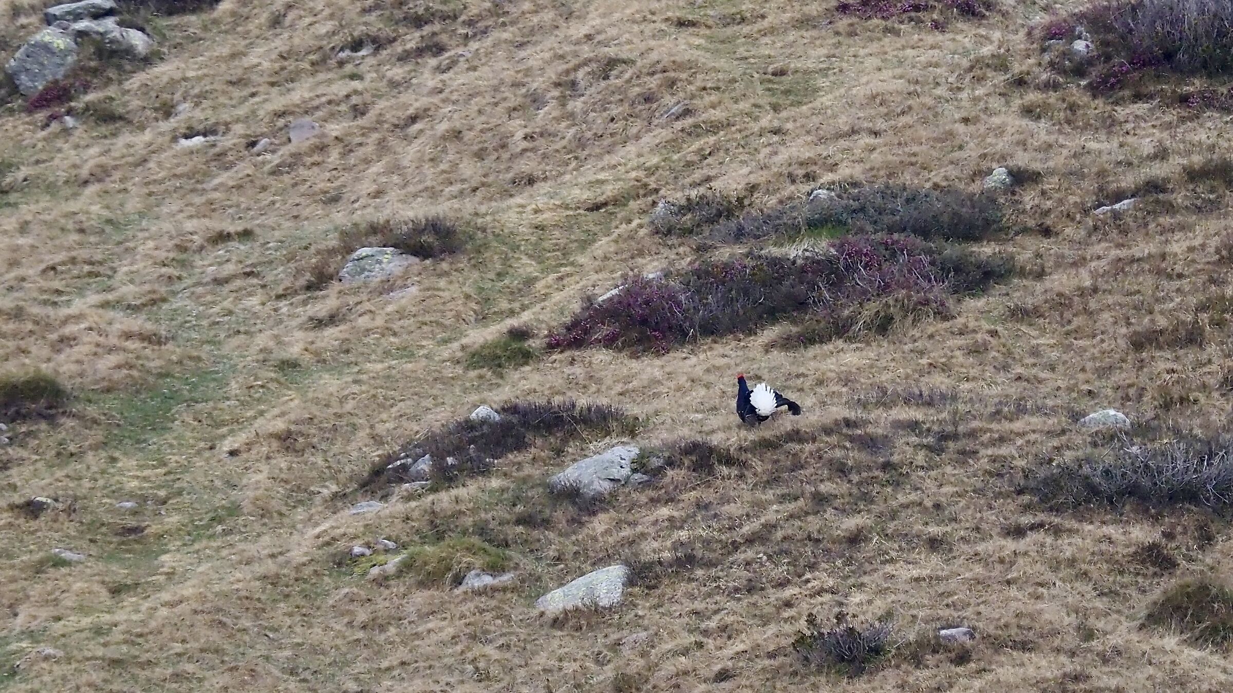 BLACK GROUSE
