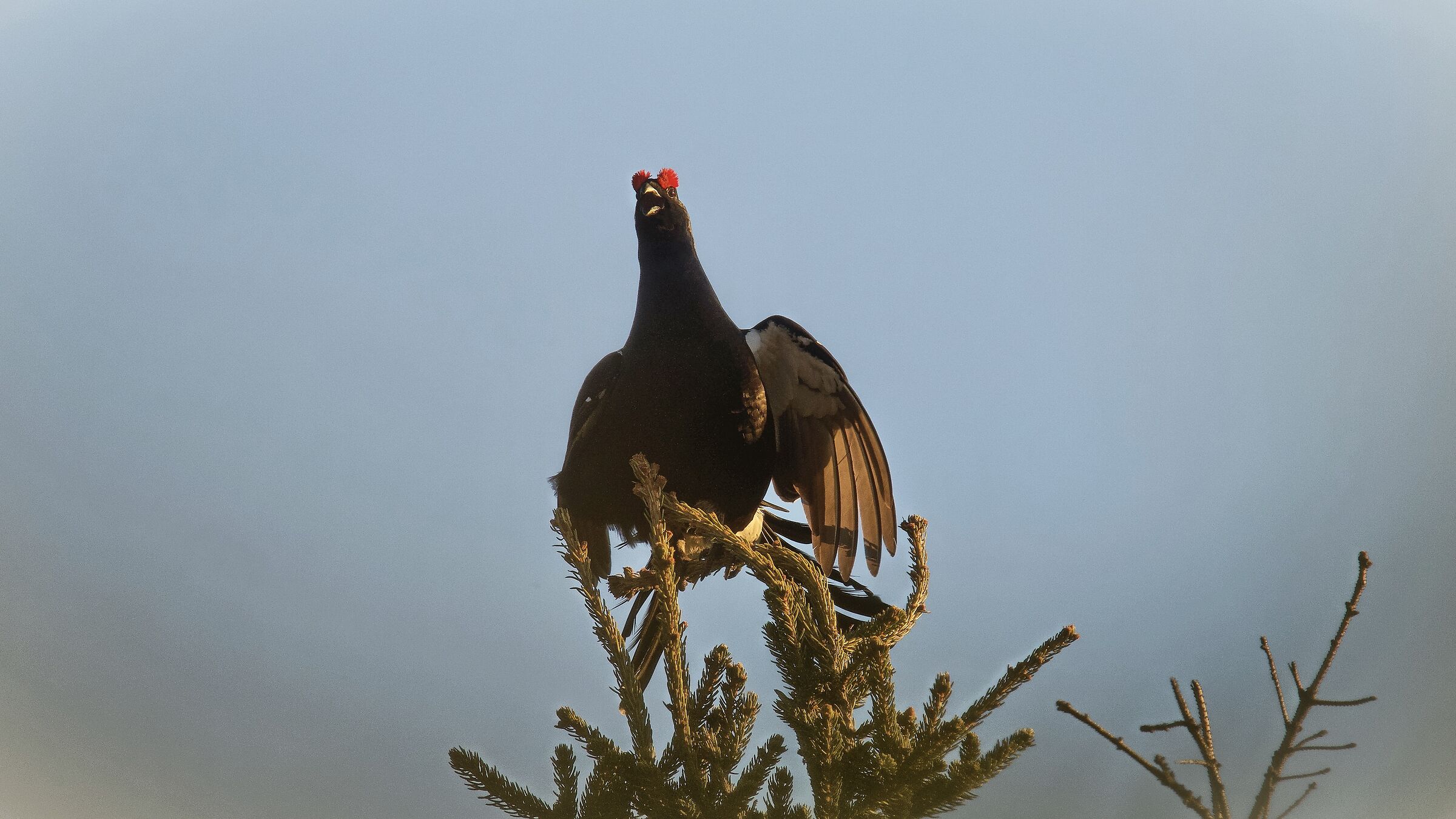 BLACK GROUSE