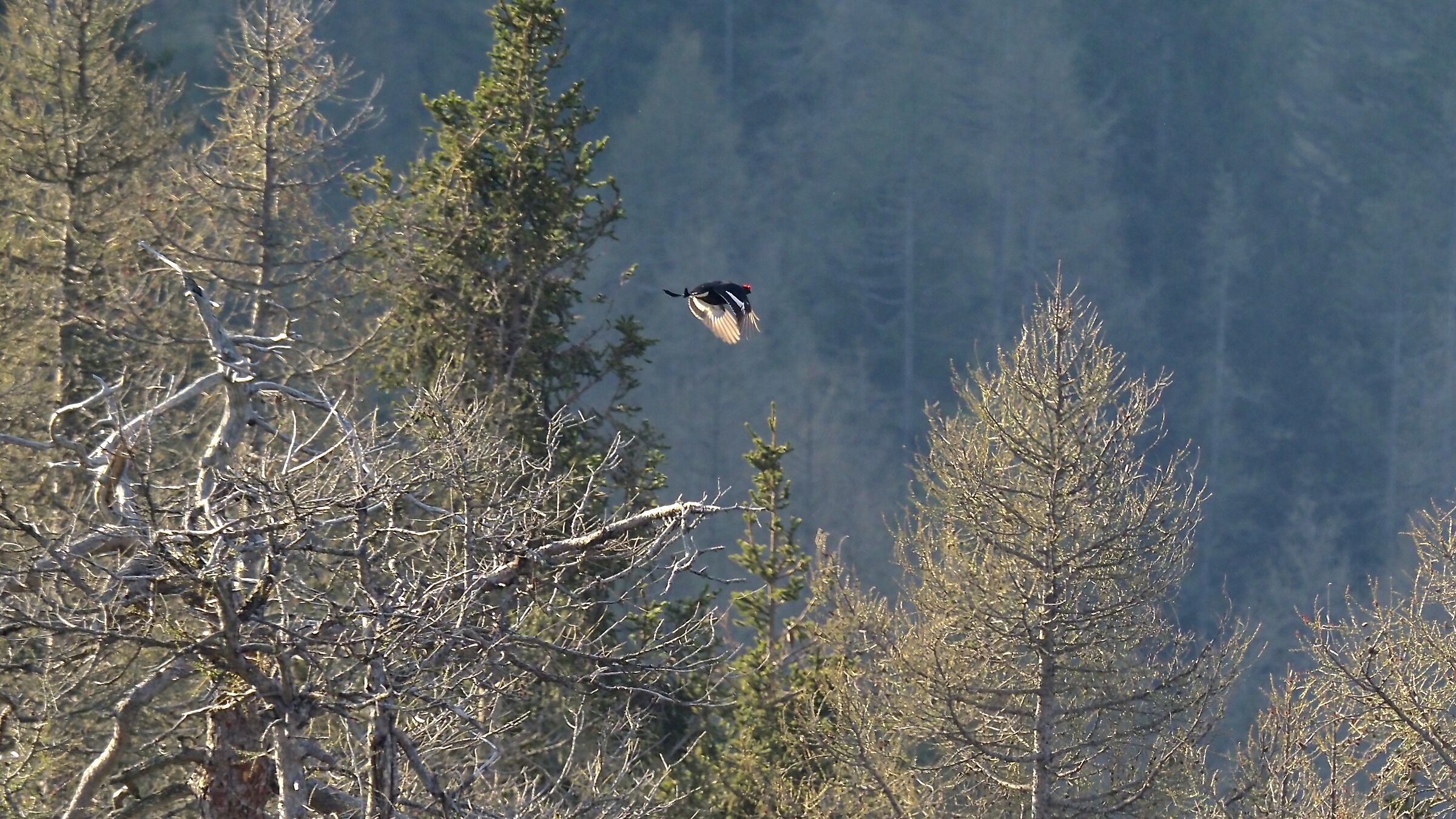 BLACK GROUSE