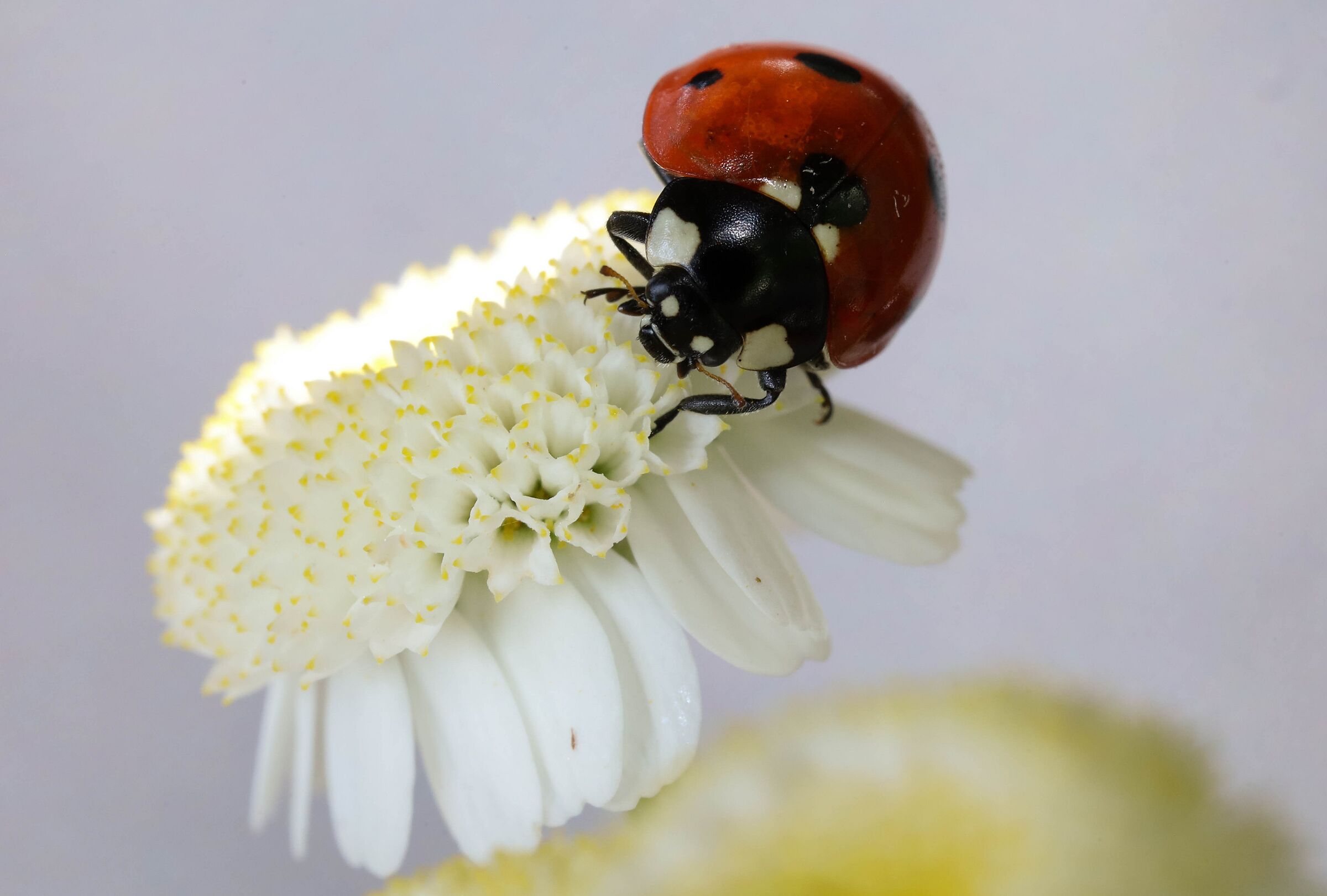 Coccinella septempunctata on Tanacetum parthenium