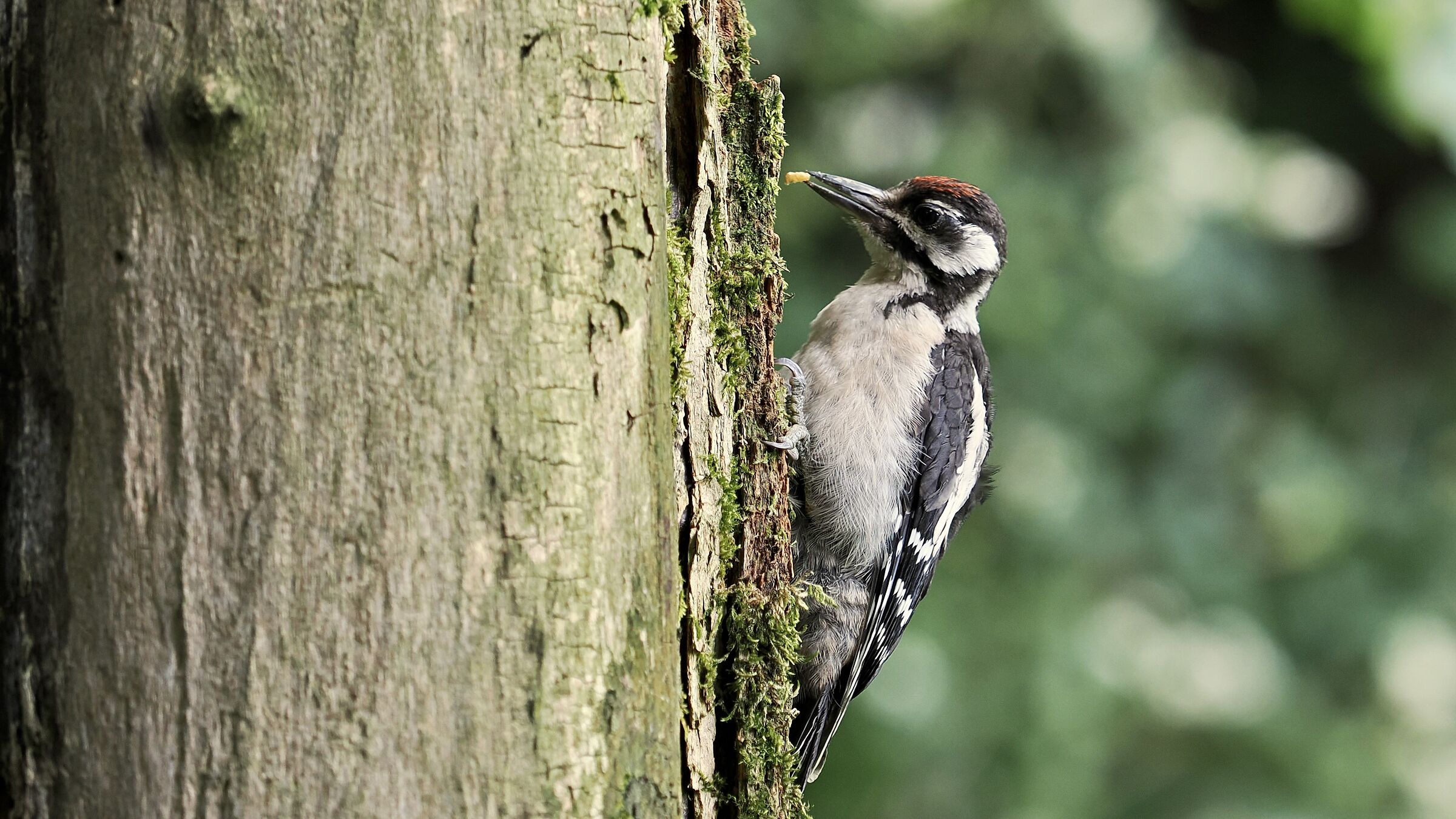 FEMALE SPOTTED WOODPECKER