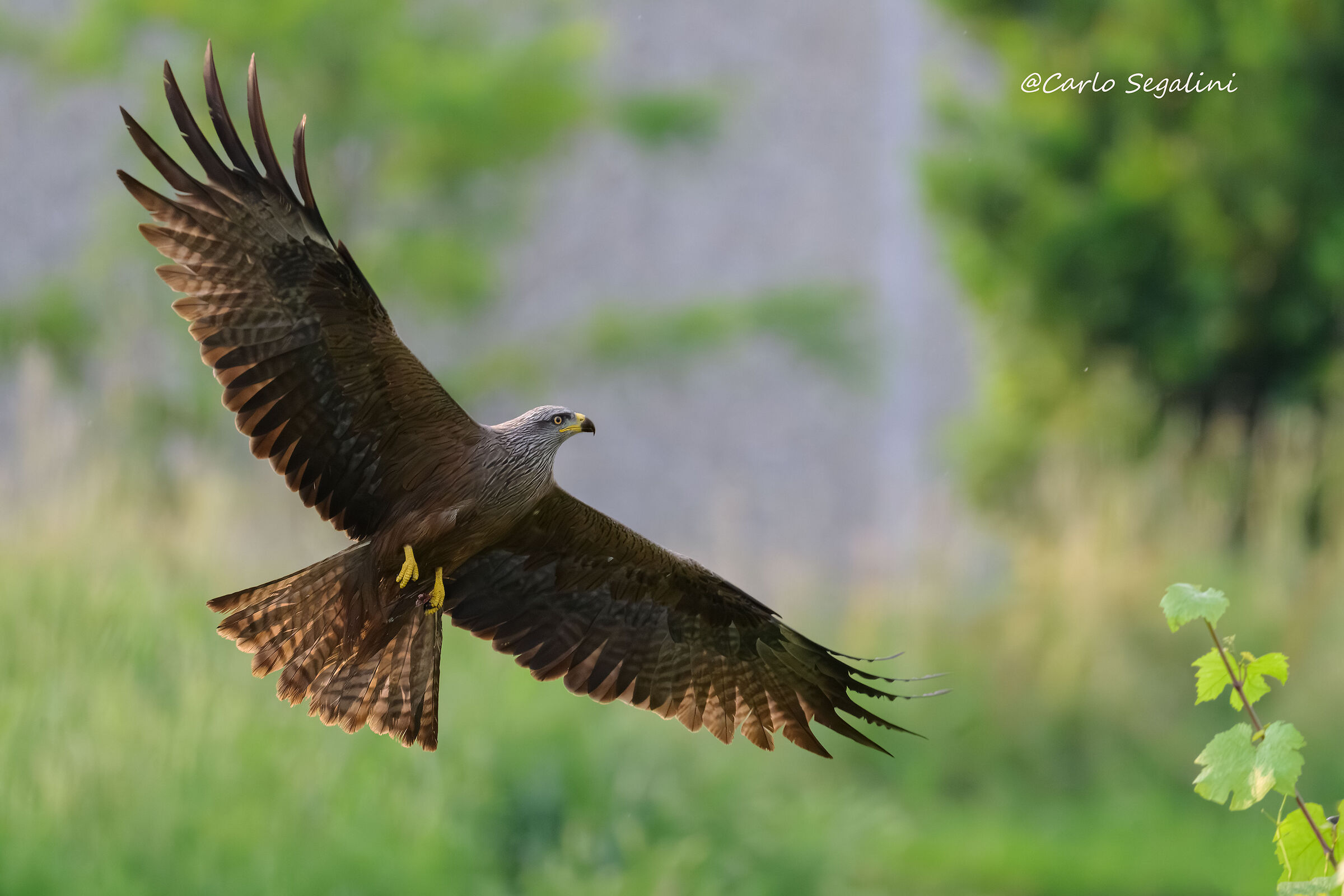 Brown kite