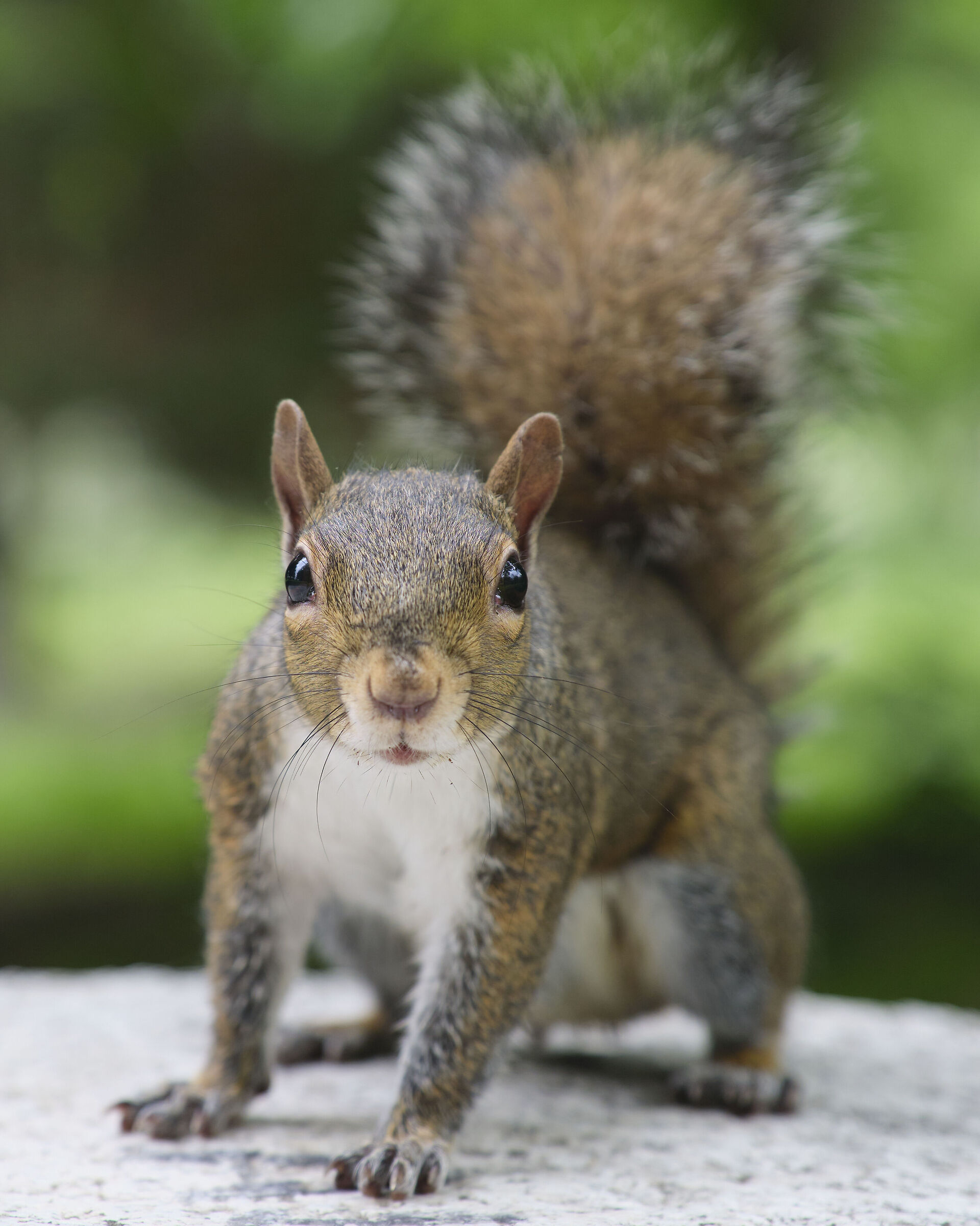 Grey Squirrel