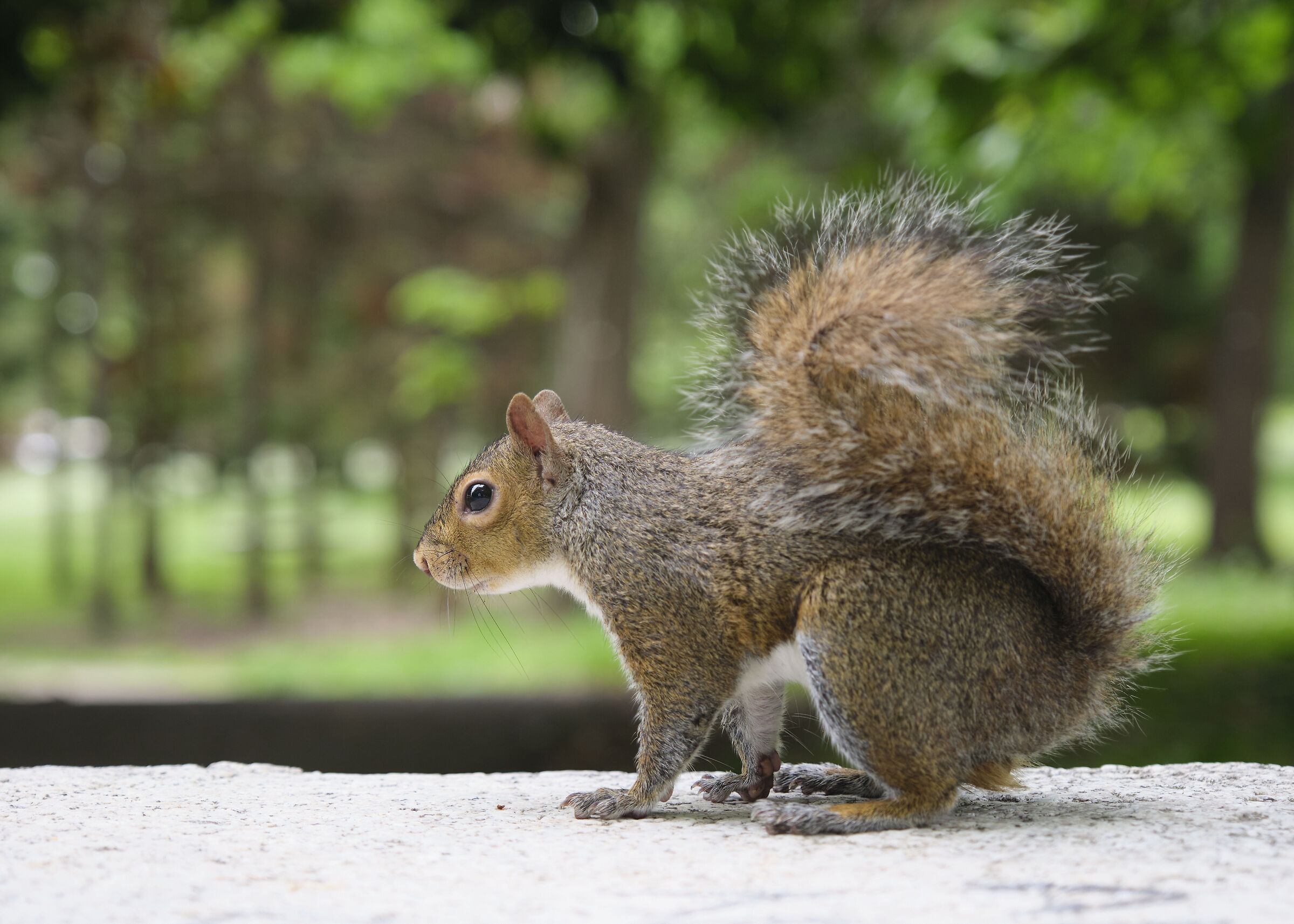 Grey Squirrel