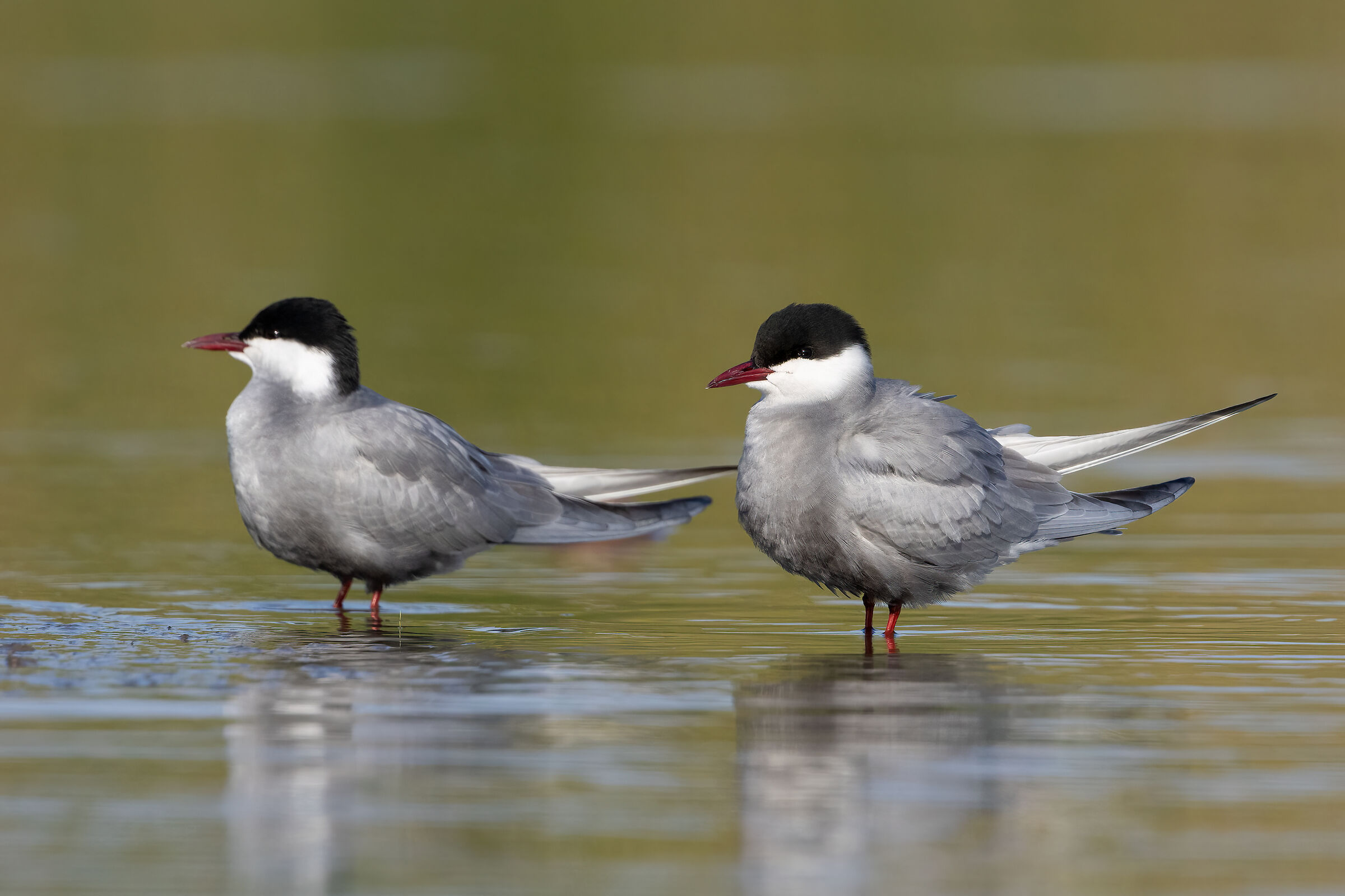 The leaded Mignattini