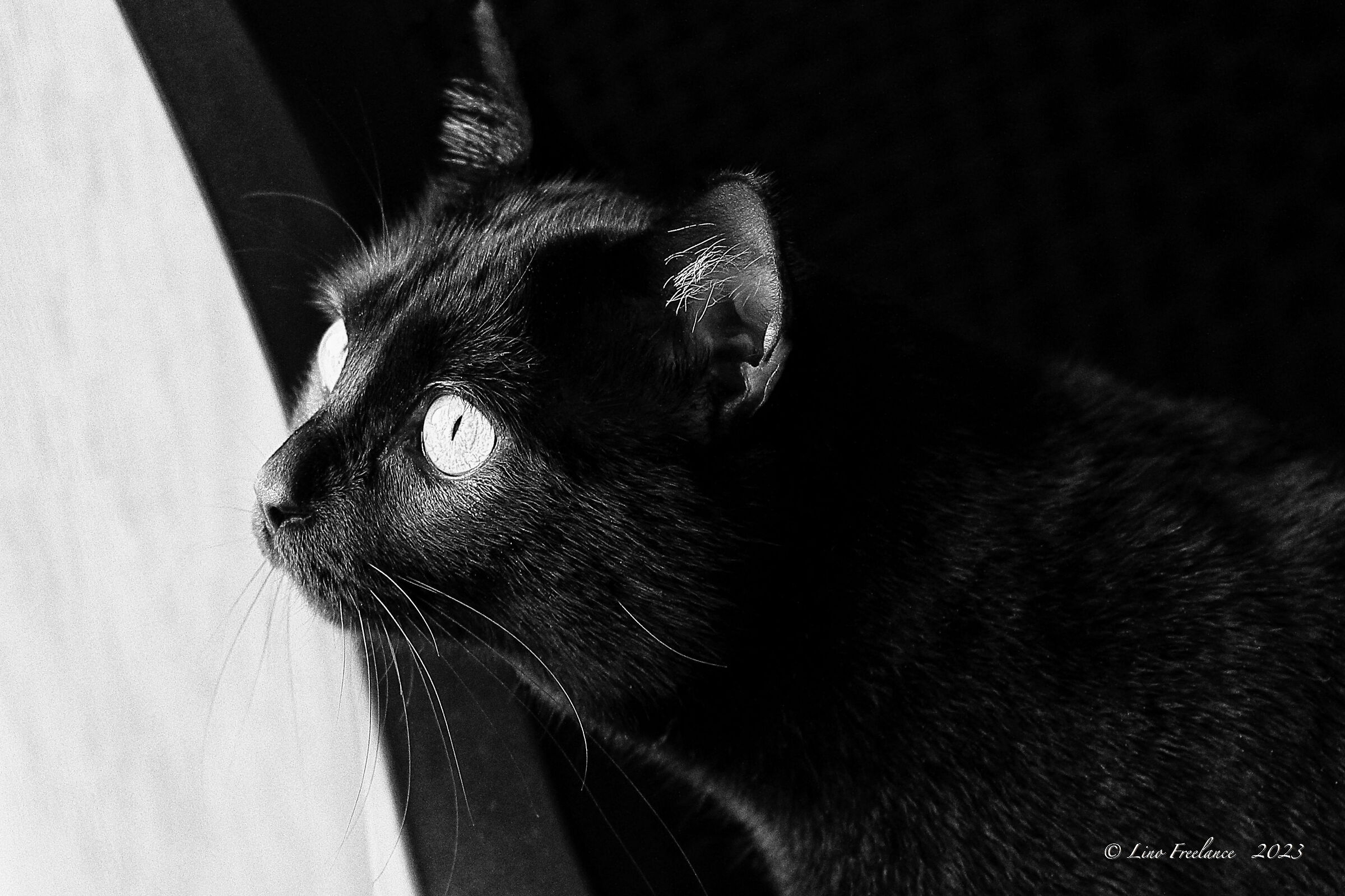 Tutti a puntar Tortorelle!