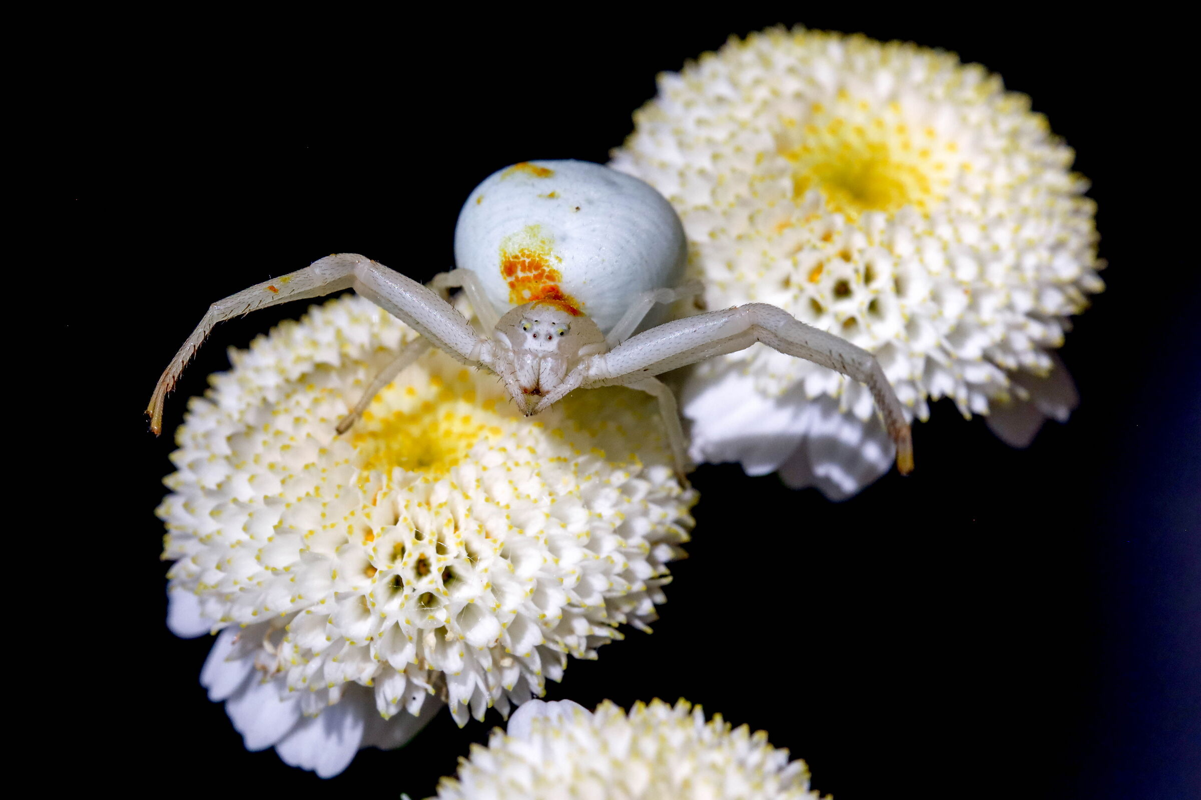 Misumena vatia