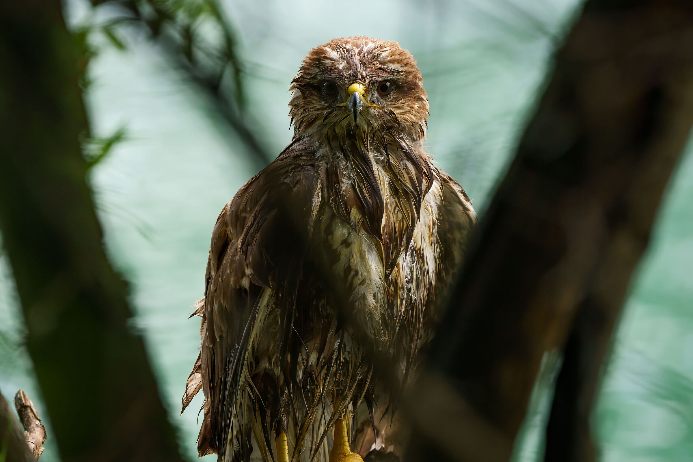 Buzzard after bathing