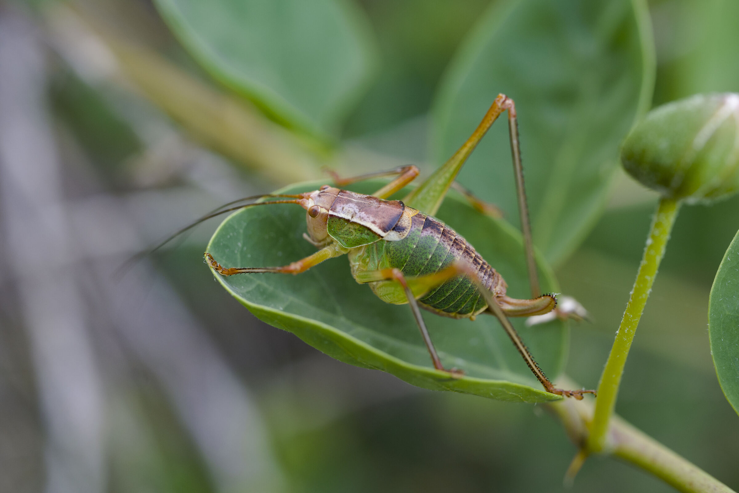 Barbitistes serricauda