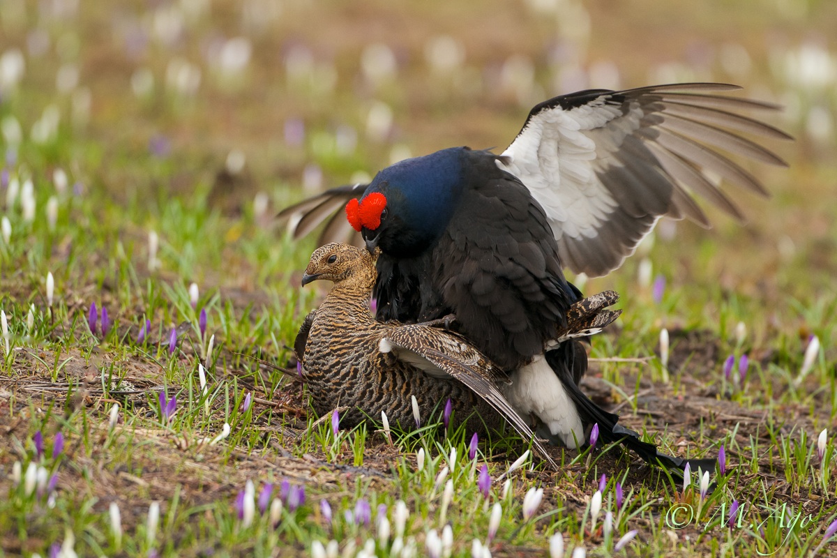 Black Grouse in coupling