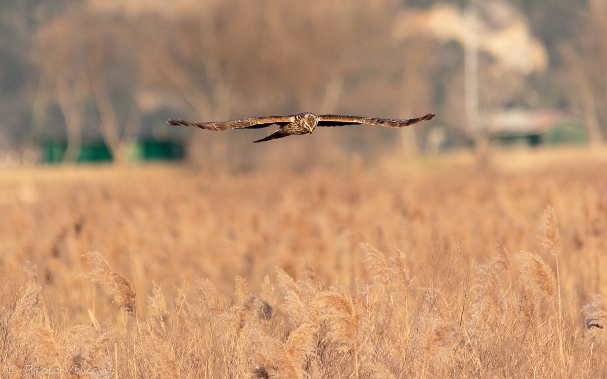 Reconnaissance flight