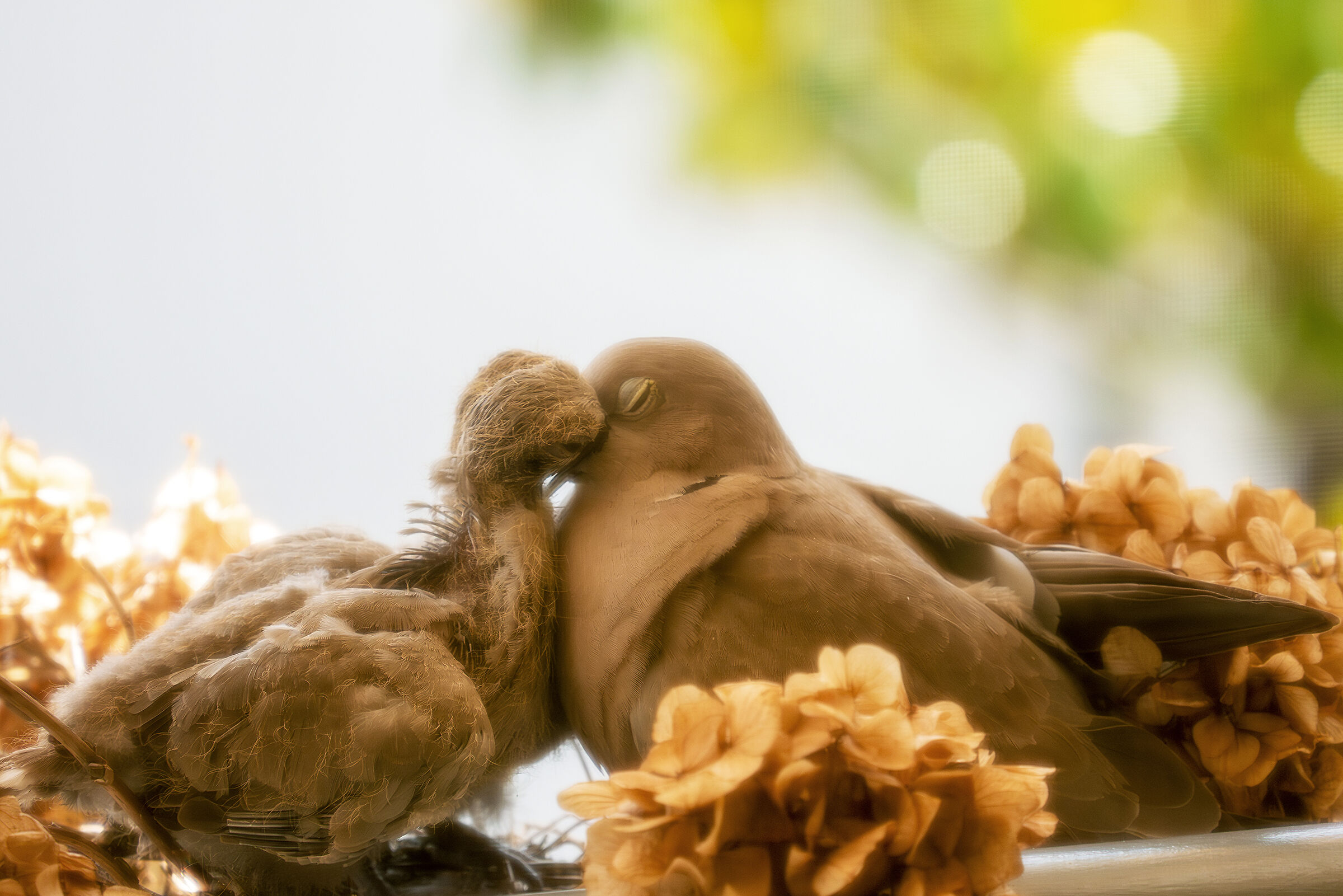 Tortore 2 - nourishment