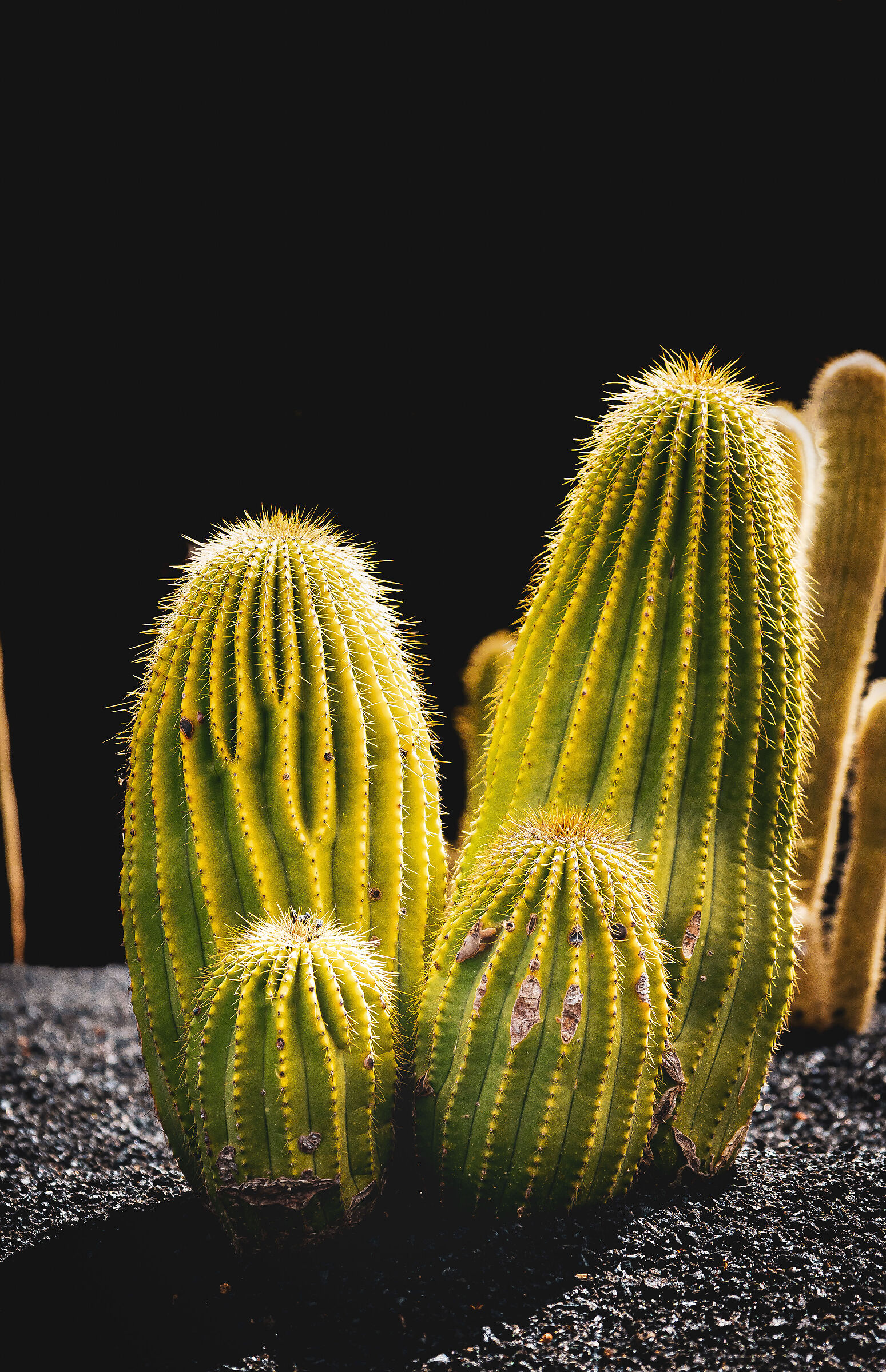 cactus
