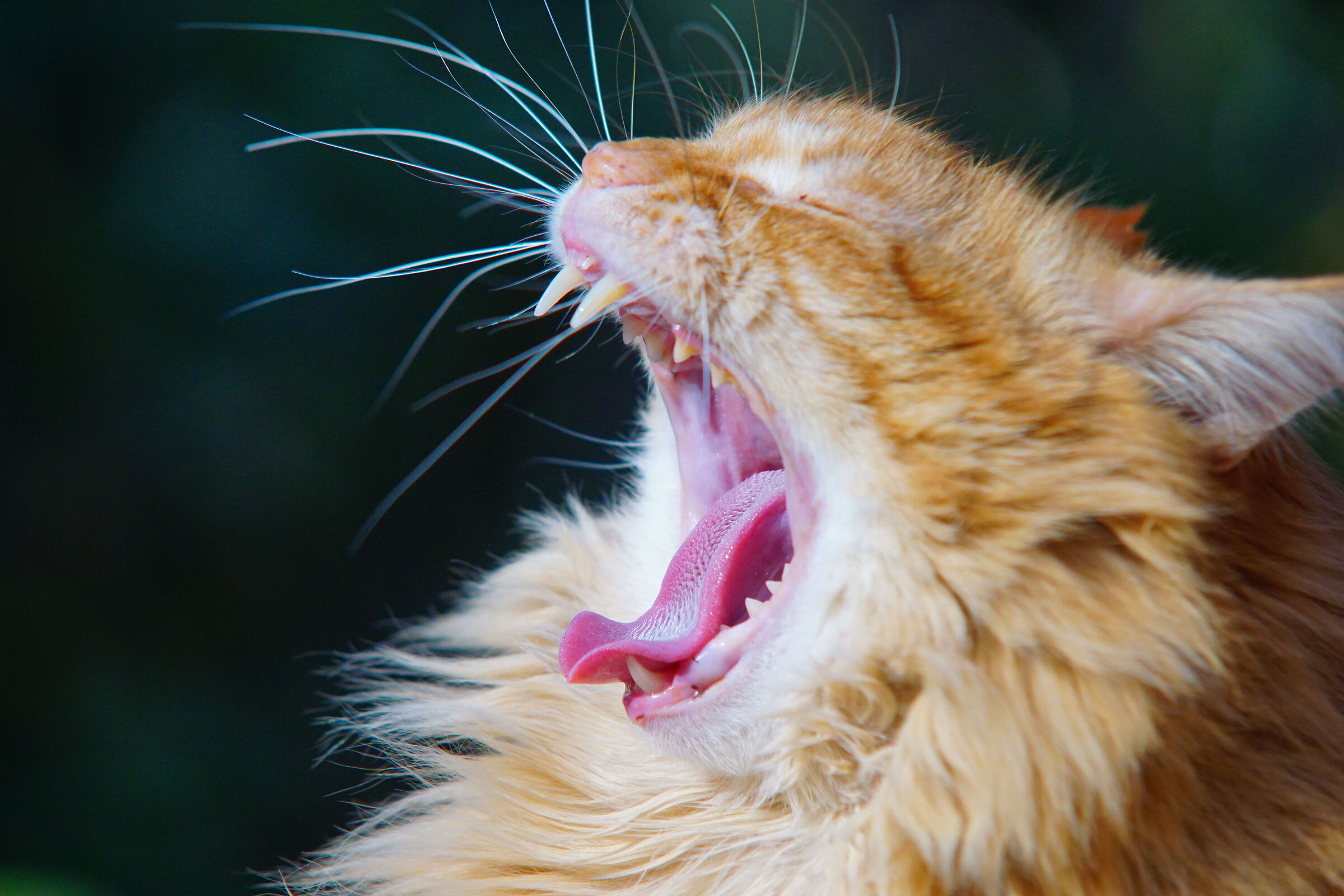 little big yawn