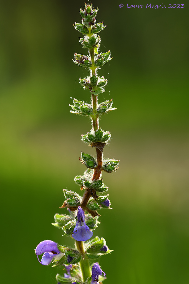 Sinuosa salvia minore