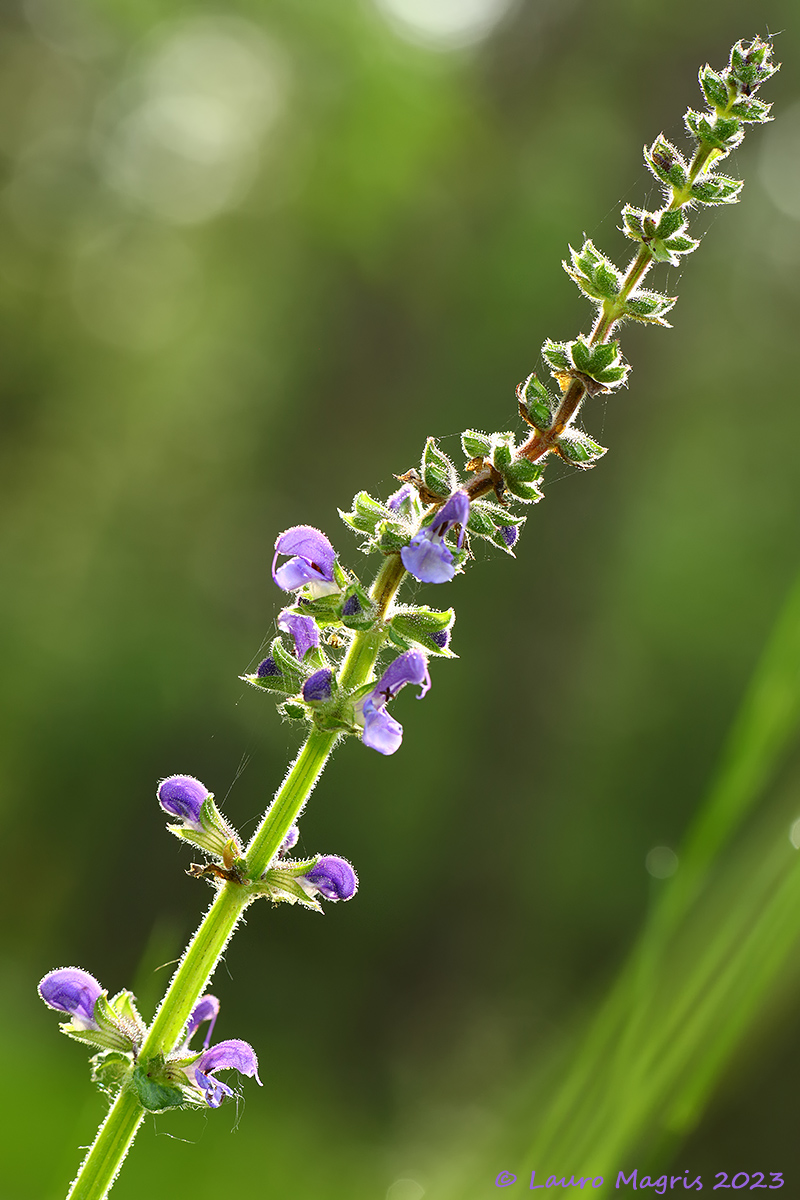 Salvia verbenaca
