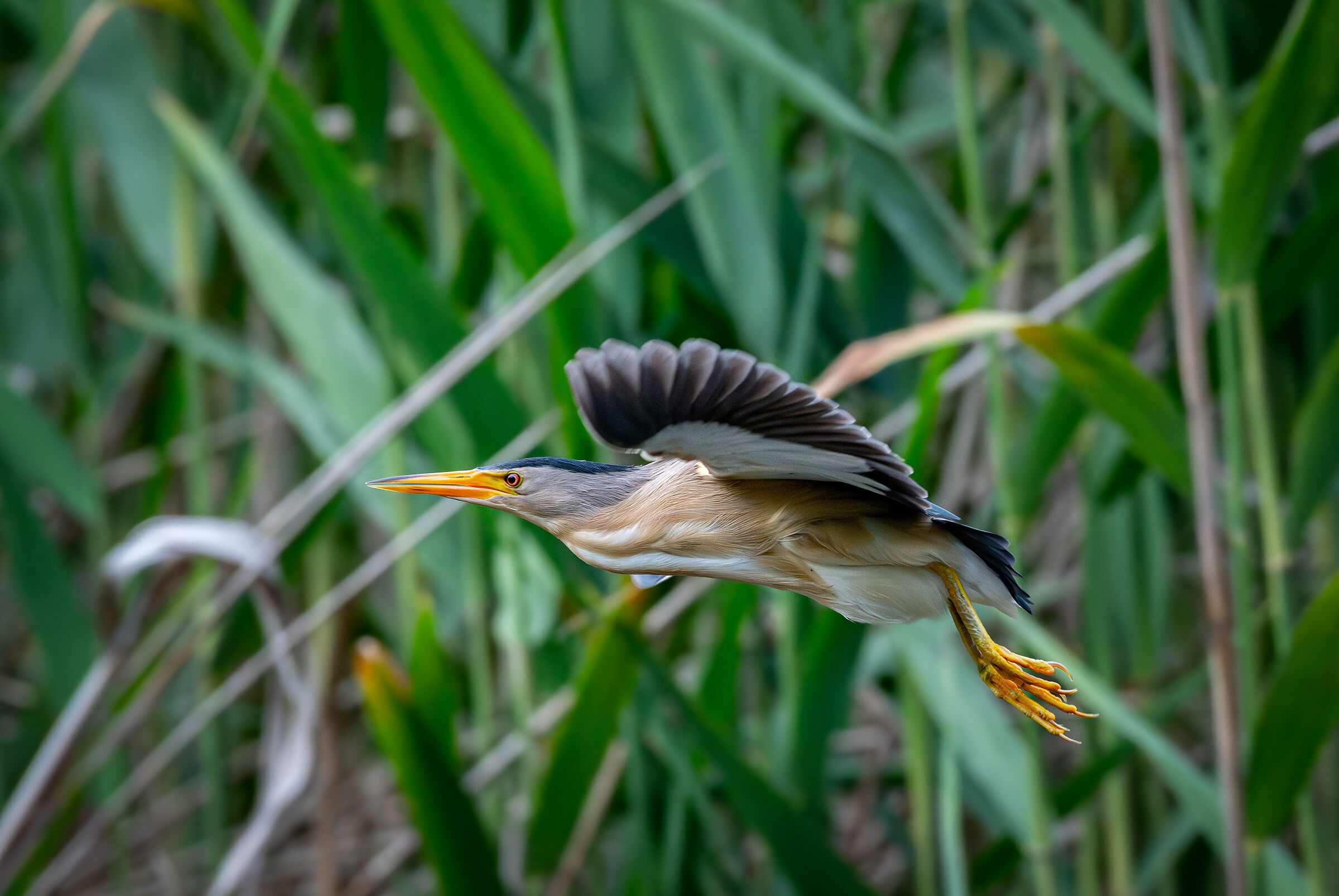 Little bittern