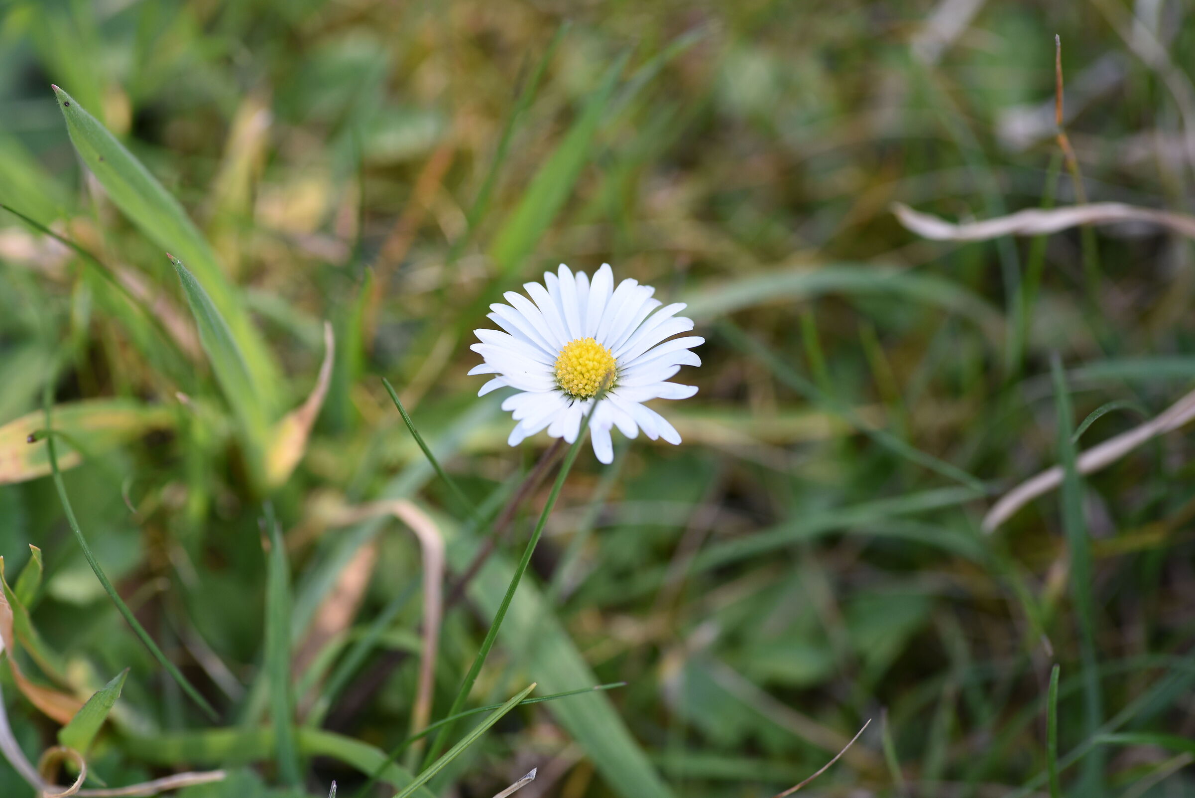 Daisy