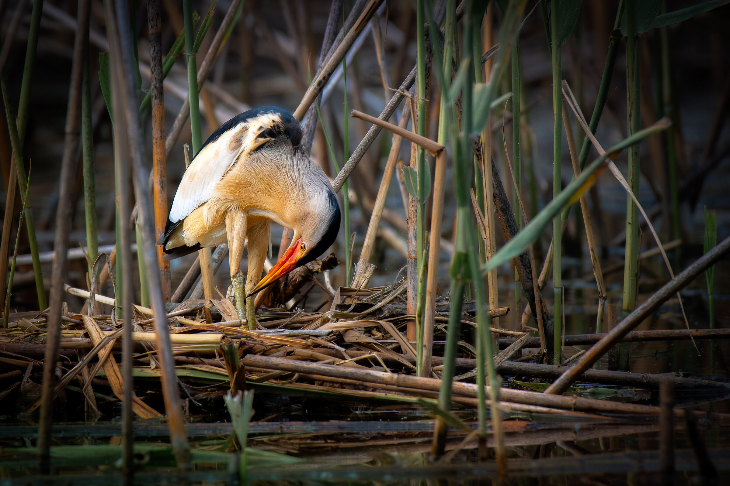 Little bittern