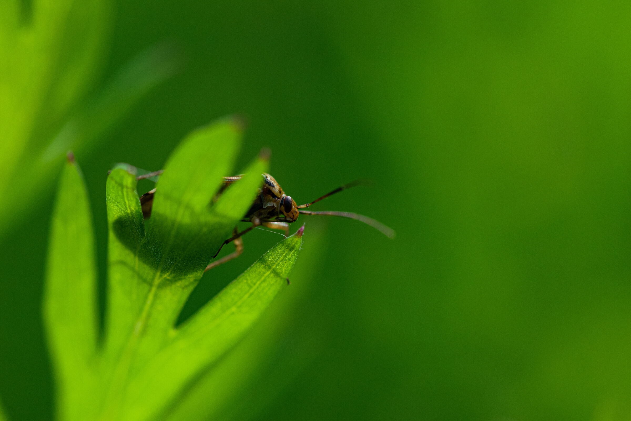 Piccoletto su sfondo verde