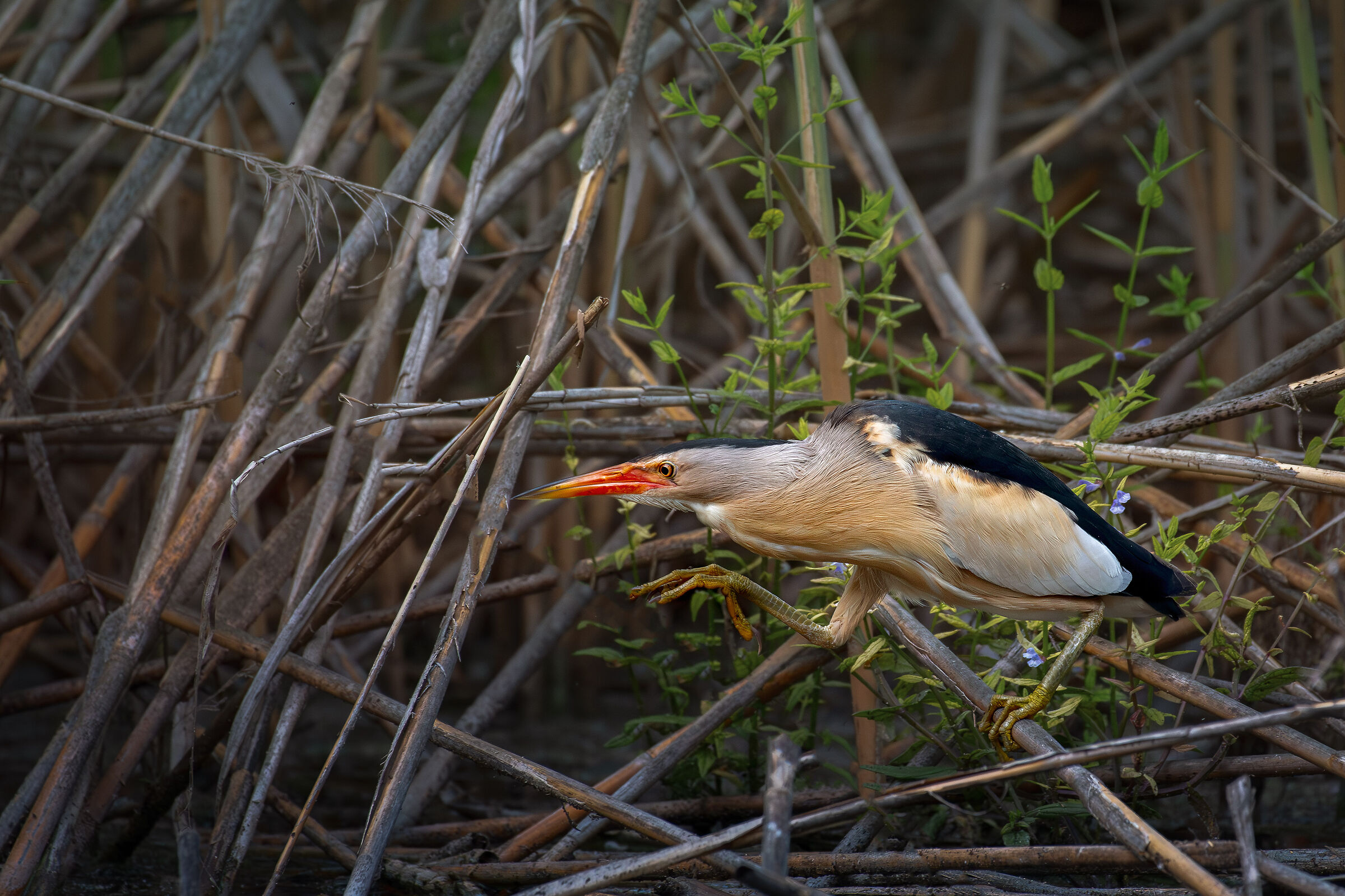Little bittern