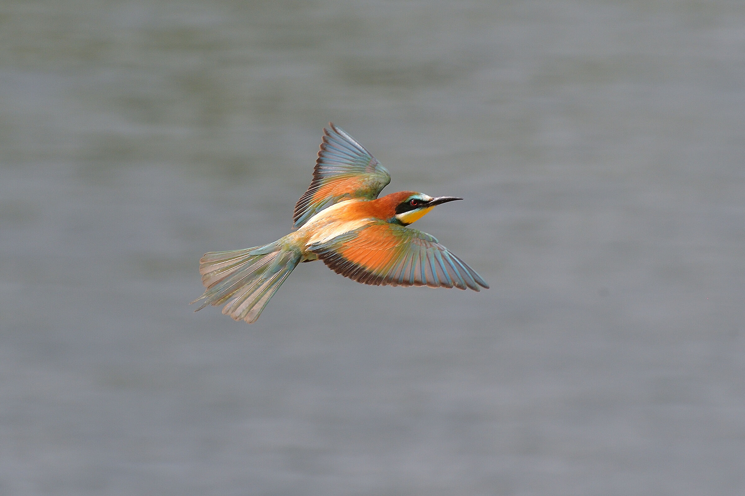 Bee-eater..