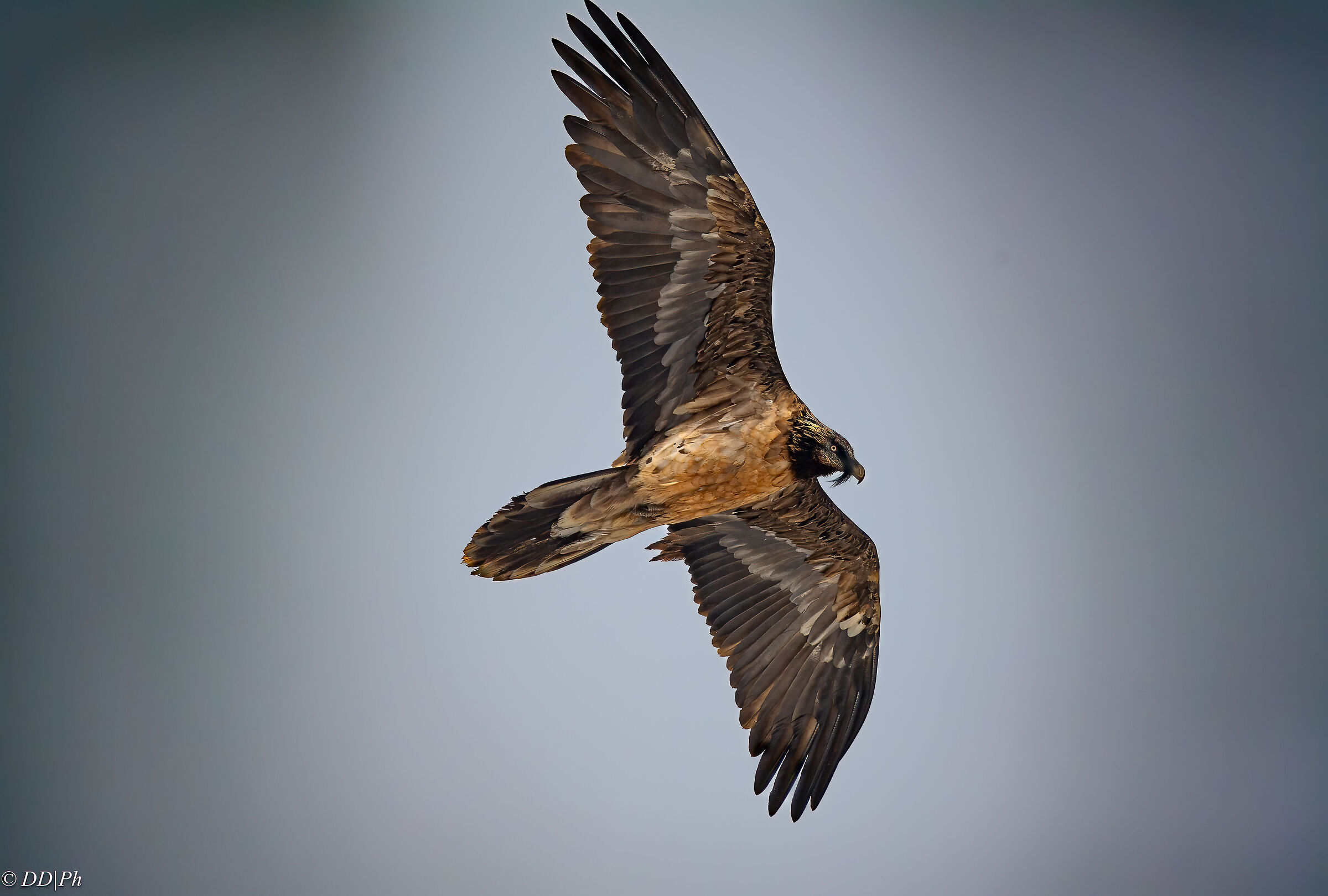 Bearded vulture