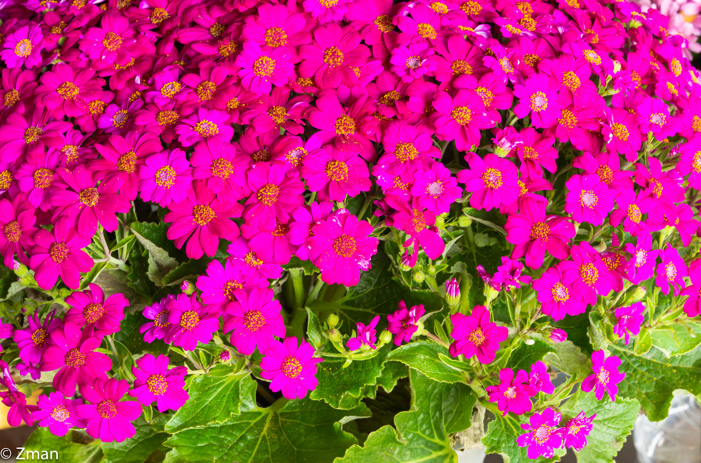 Buona festa del papà