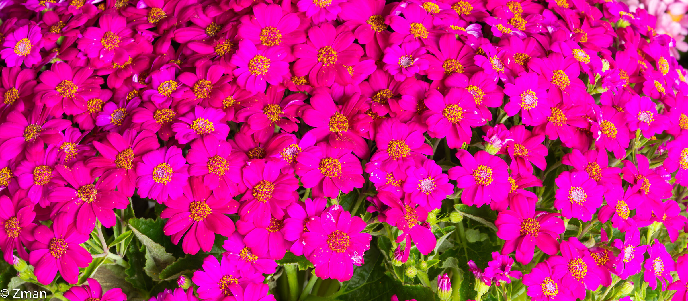 Buona festa del papà