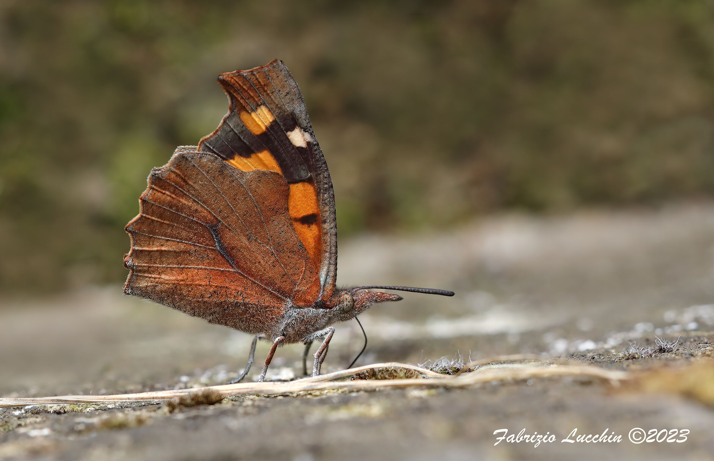 Libytea celtis (female)