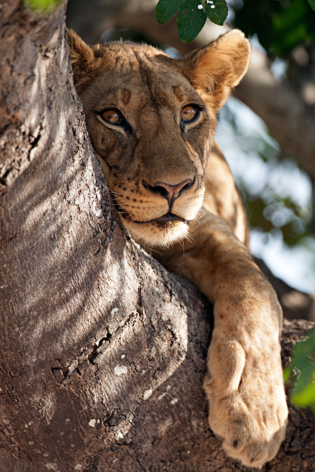 Tree Climbing Lion
