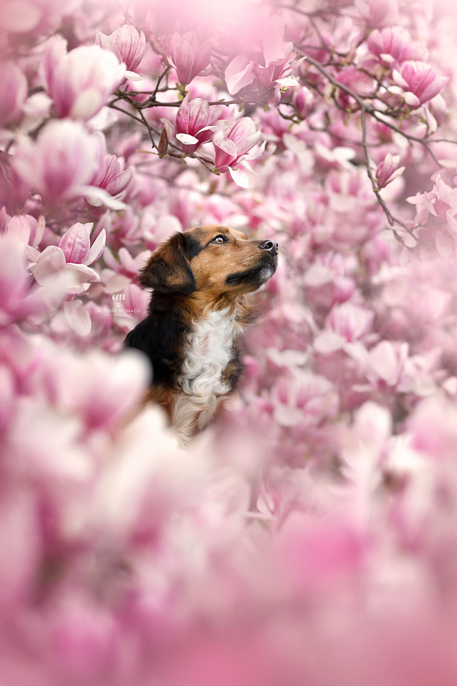 Magnolia