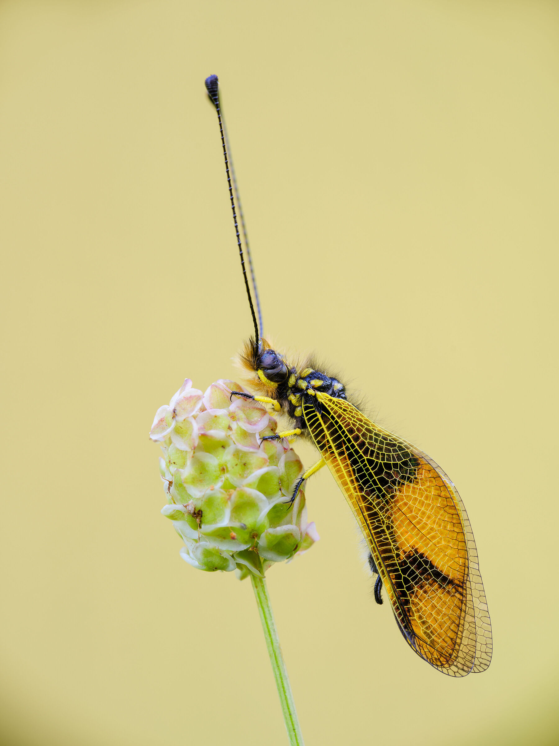 Libelloides longicornis