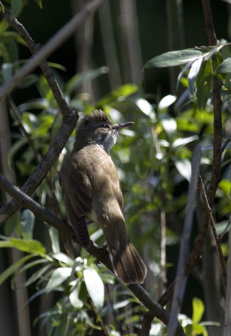 warbler out of place