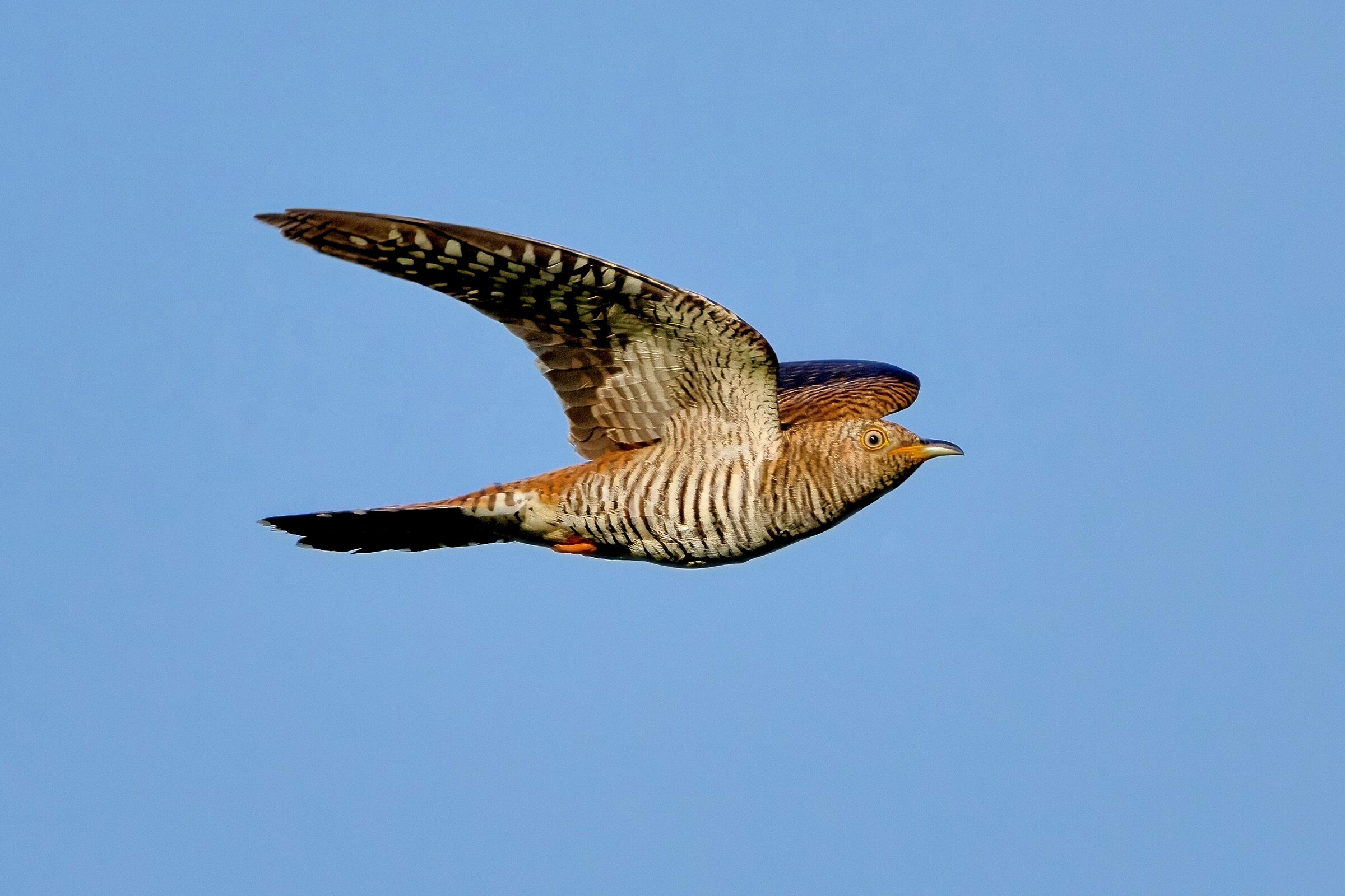 Cuculo (Cuculus canorus) - juv