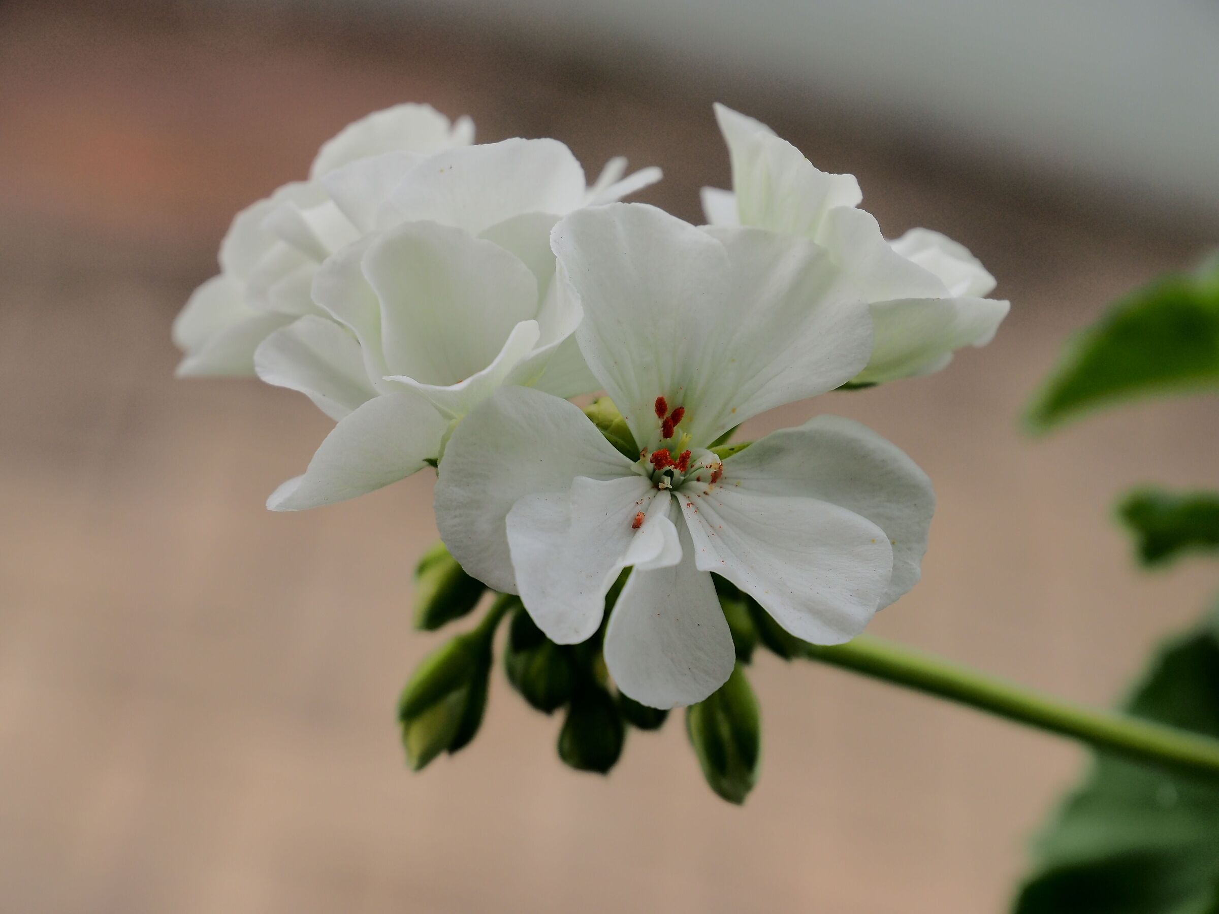 geranium