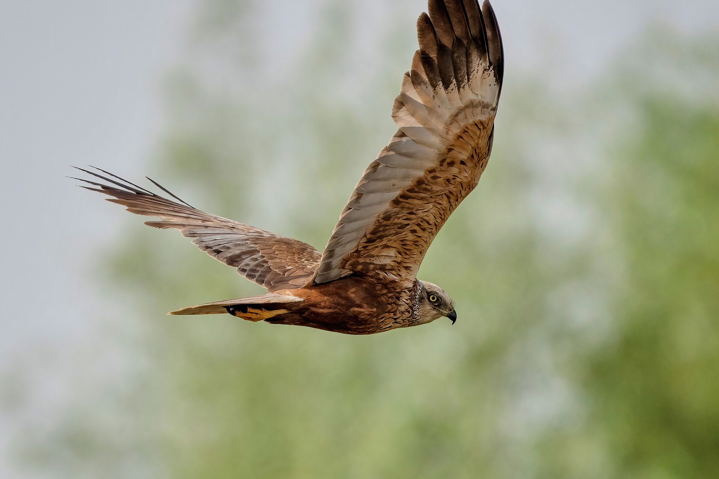 Falco di palude (Circus aeruginosus) - maschio