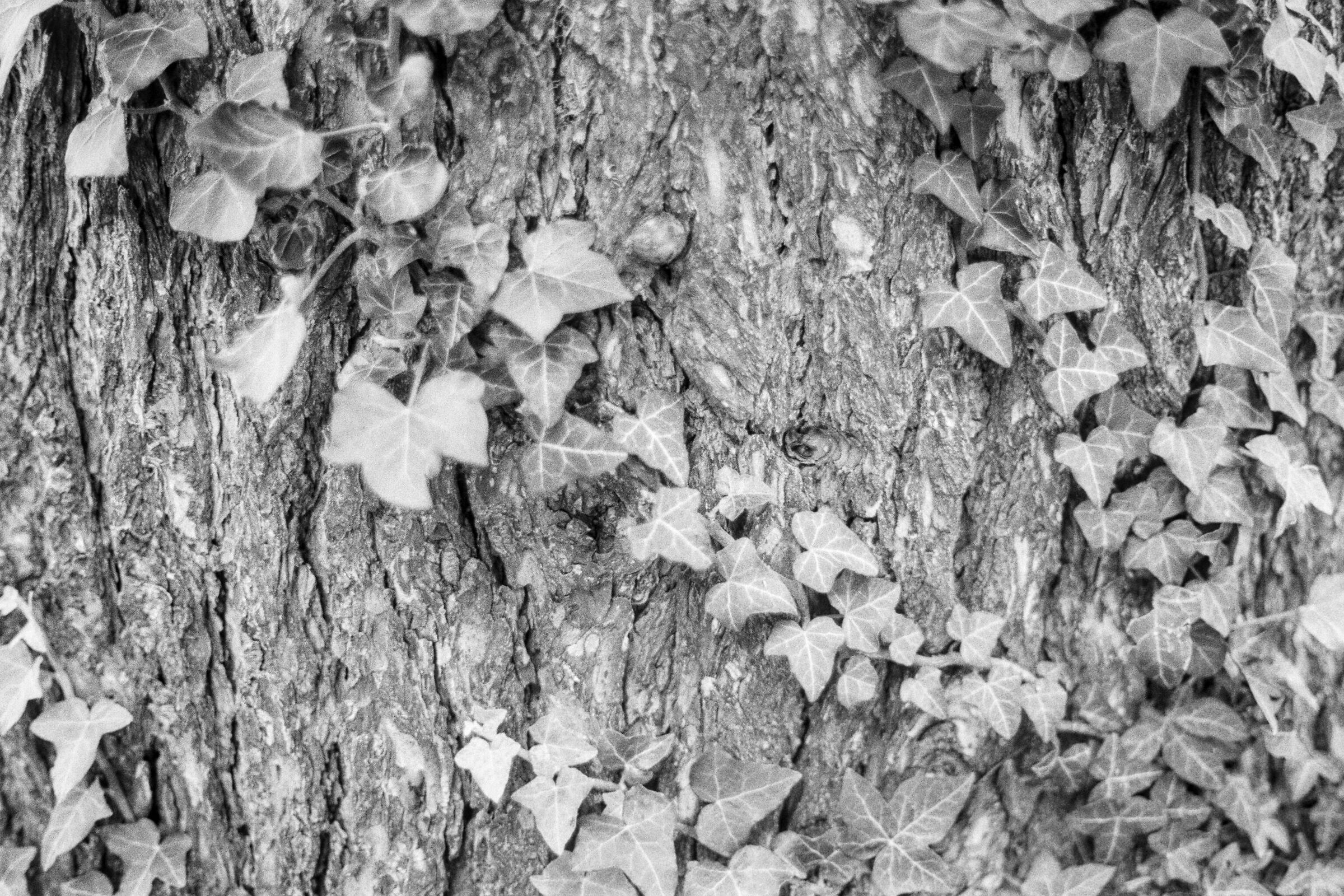 Ivy
