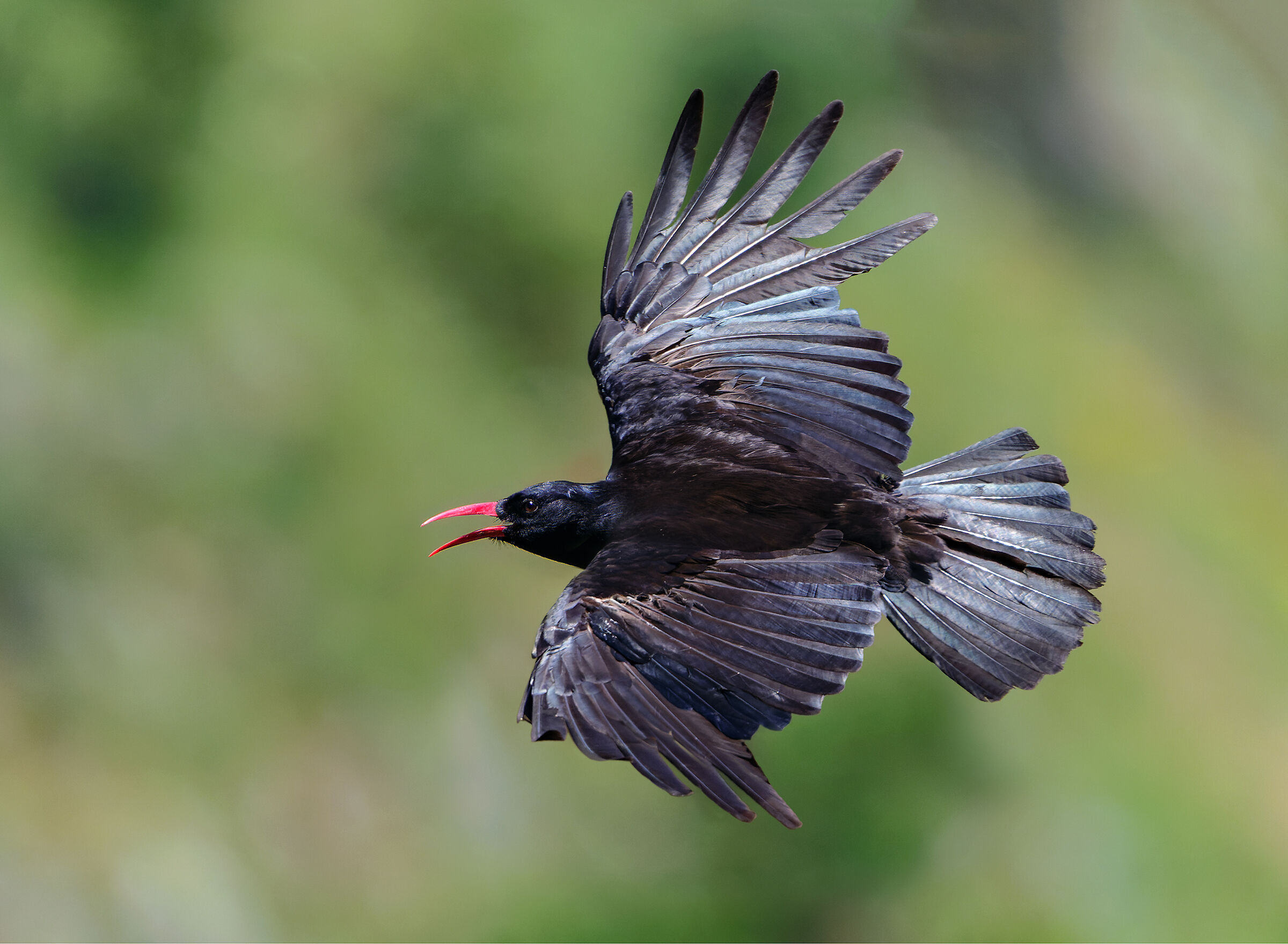 How hot!  - Coral chough