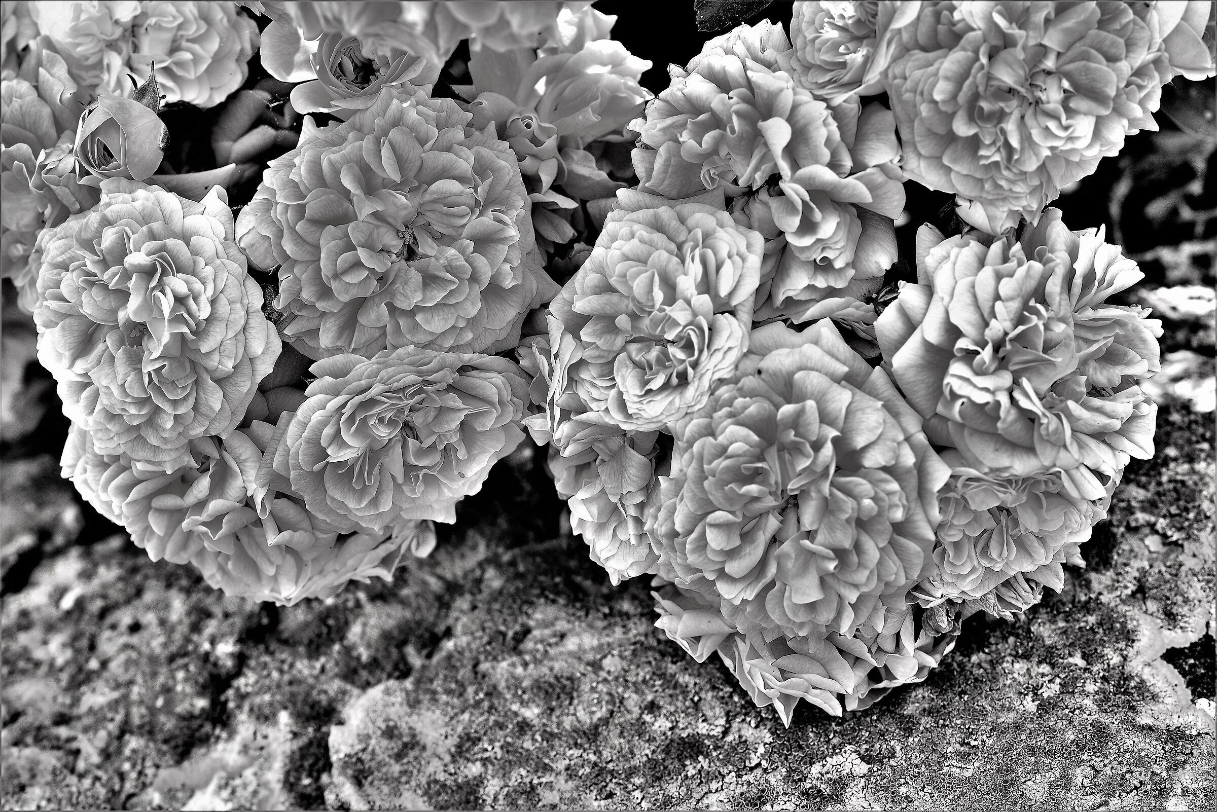 I colori del bianco&nero: Rosa canina