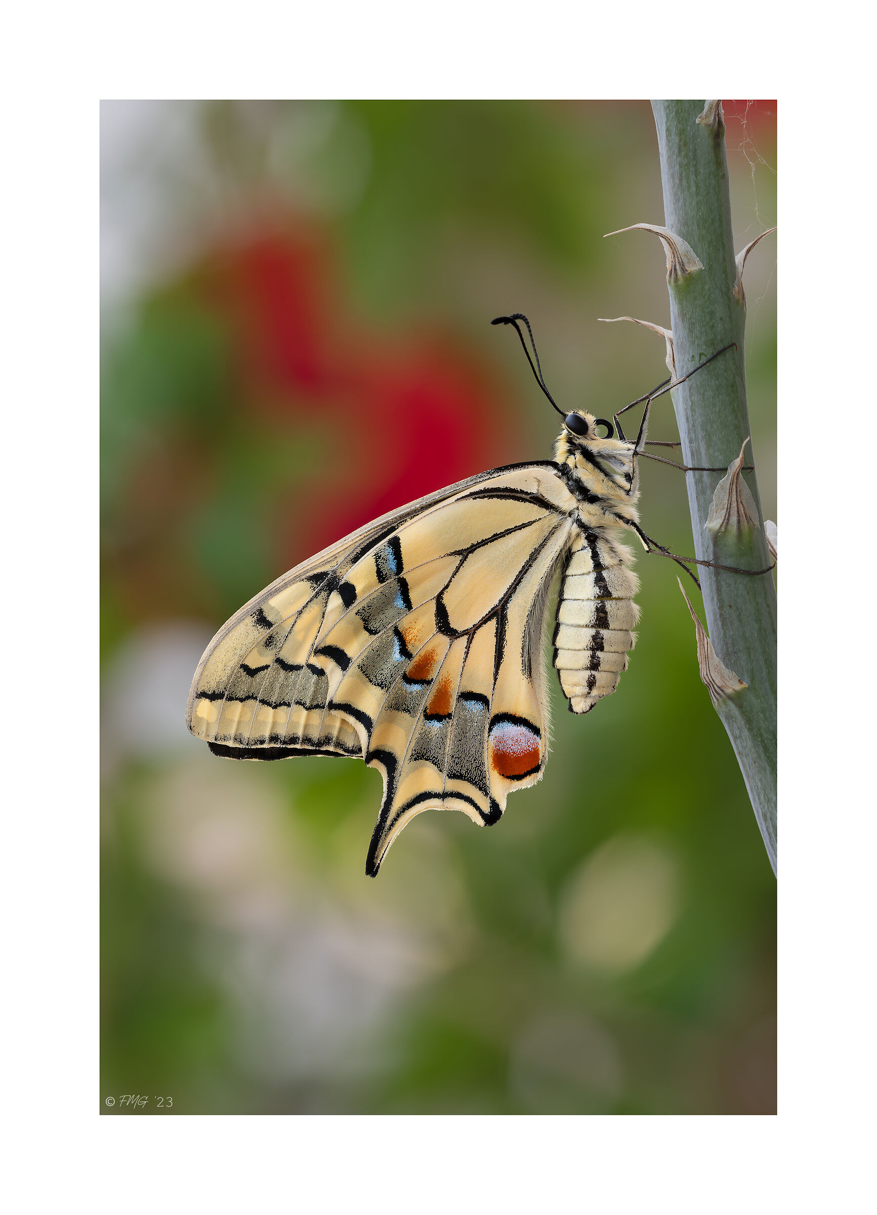 Il mio secondo Macaone