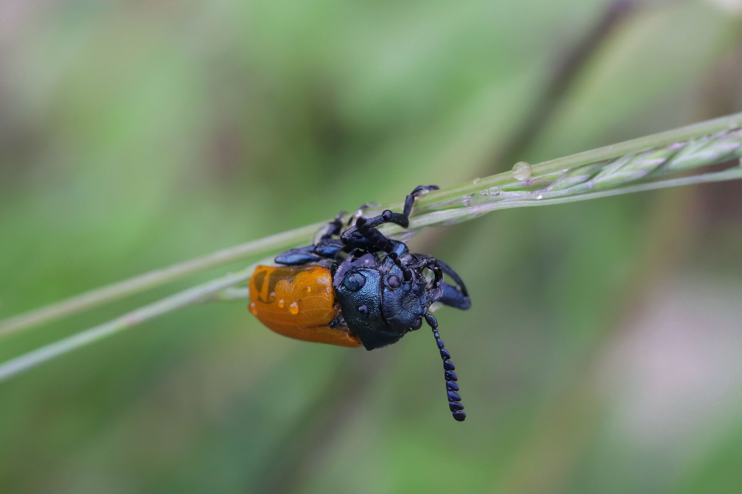Labidostomis taxicornis