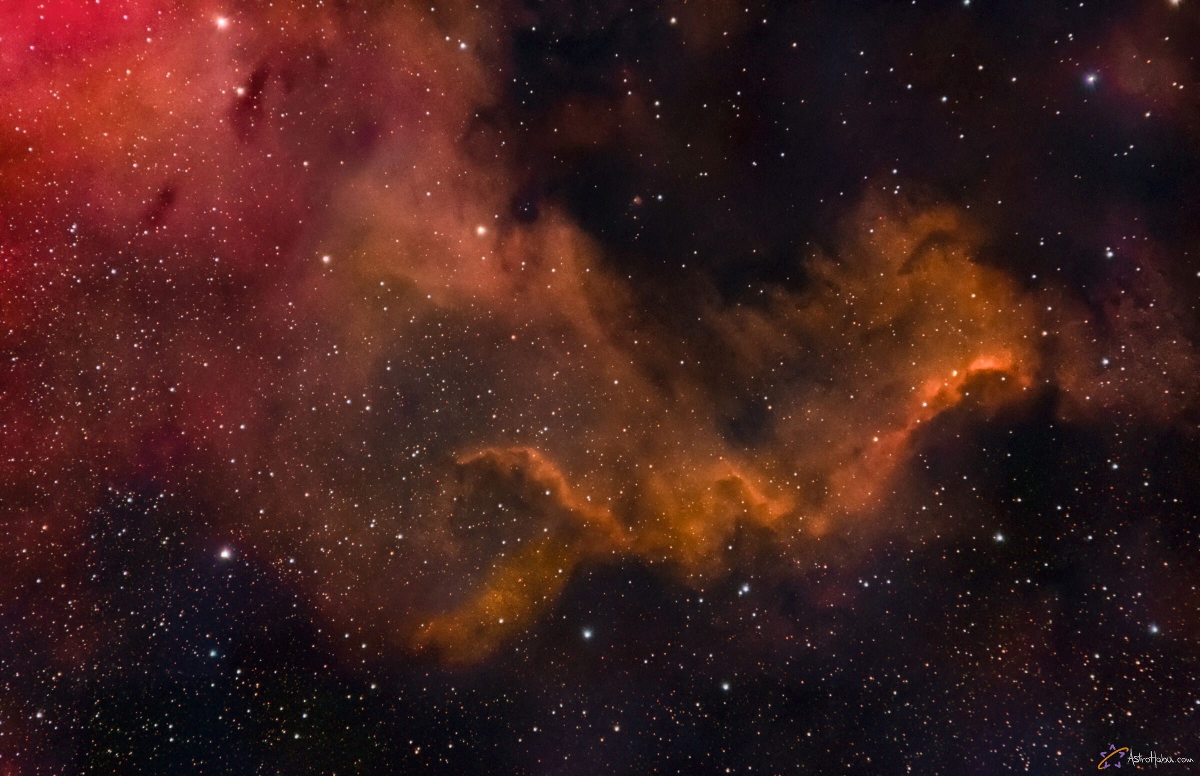 ngc7000 Il Muro del Cigno nella nebulosa Nord America